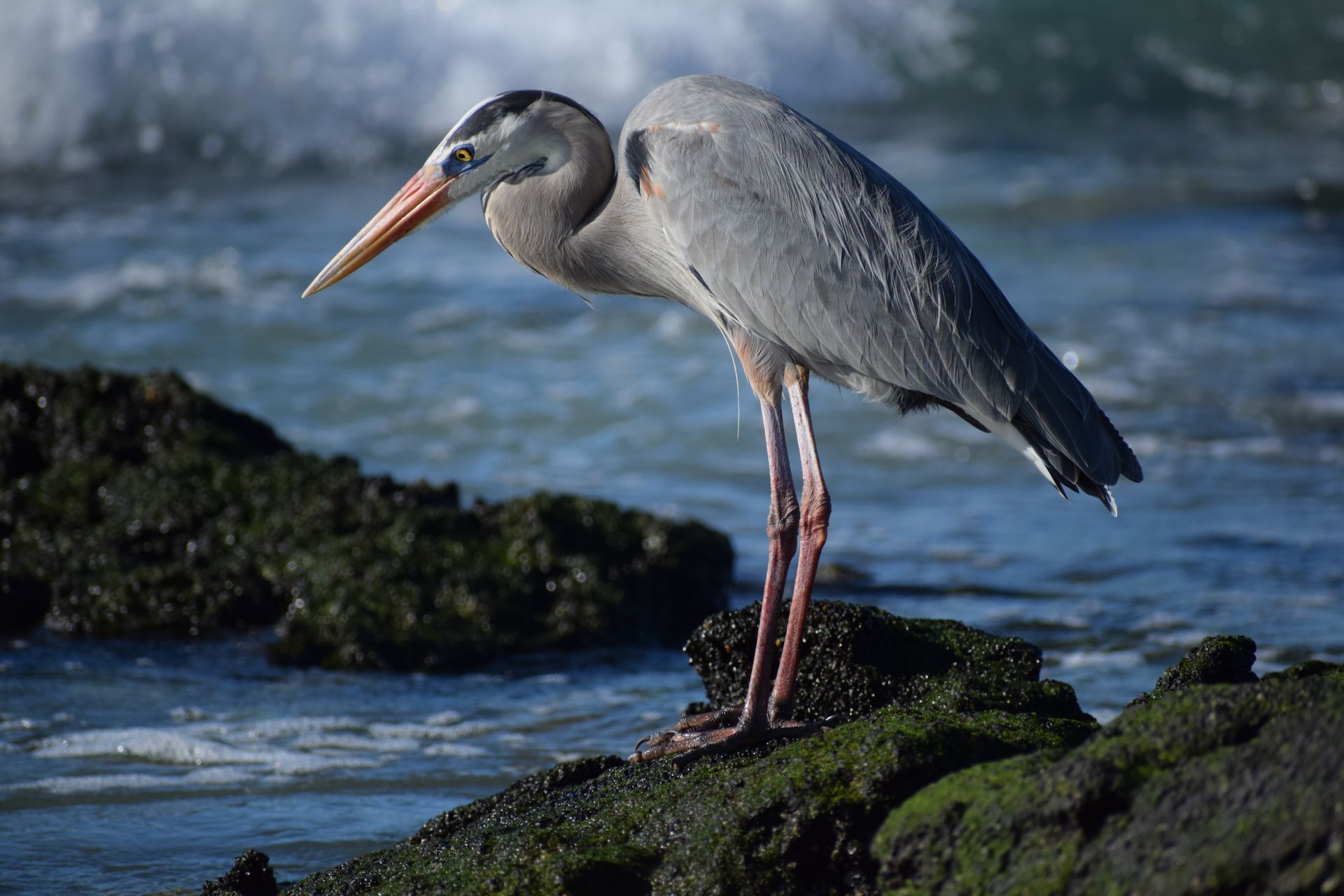 A bird with a long beak is standing on a rock near the ocean.
