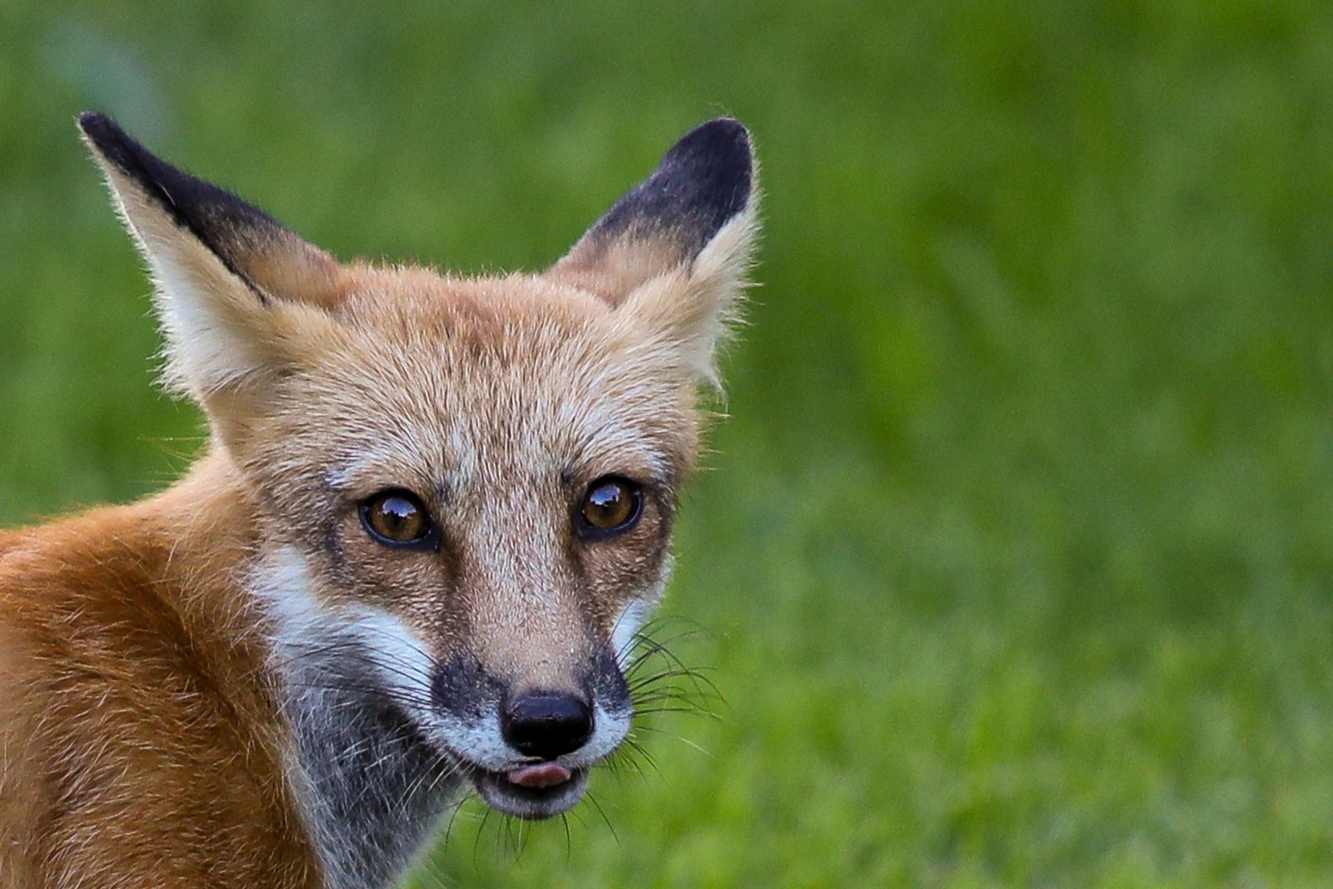 a close up of a red fox standing in the grass looking at the camera .