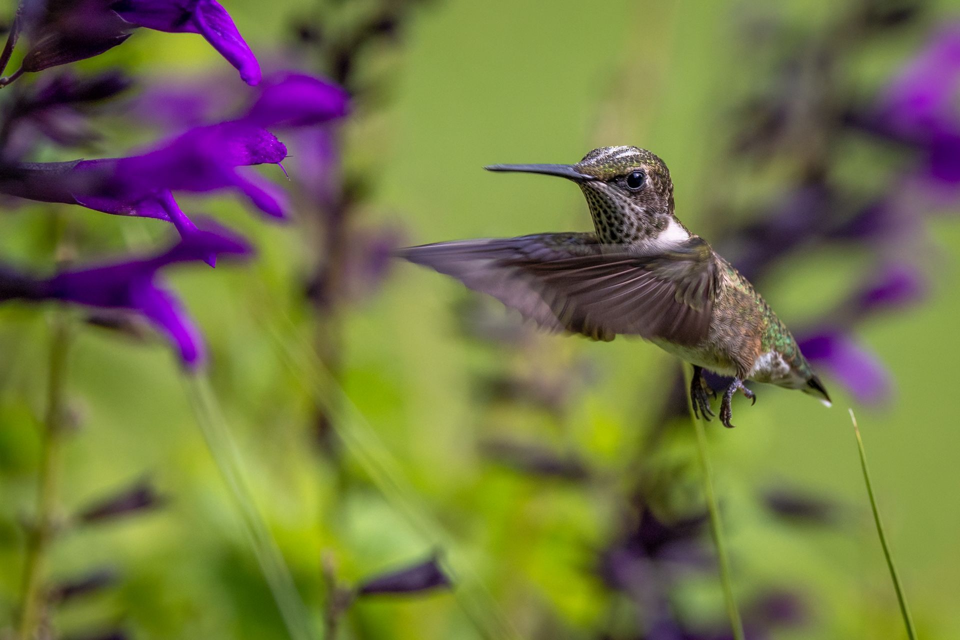 a hummingbird is flying over a purple flower .