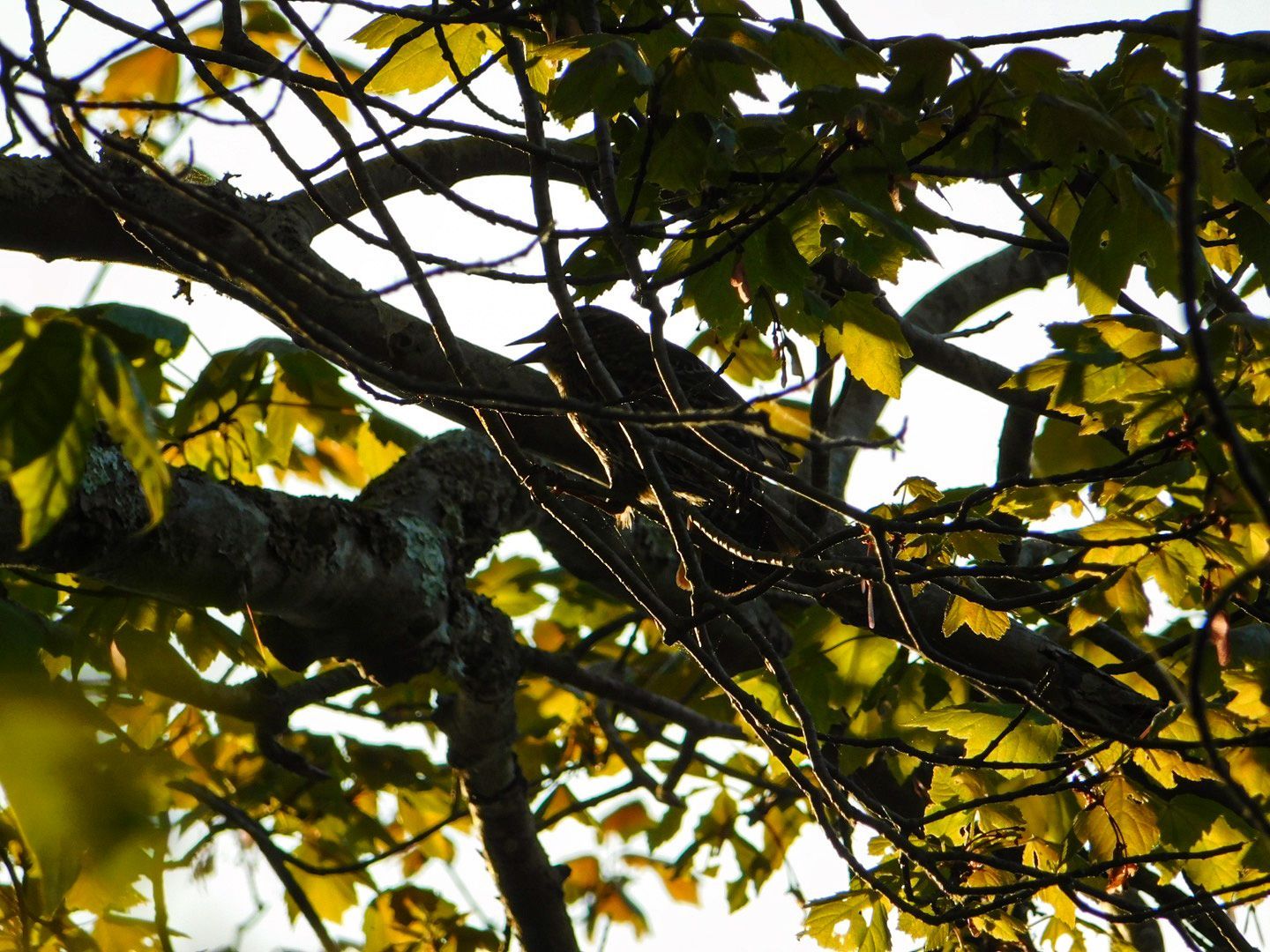 a bird perched on a tree branch with yellow leaves