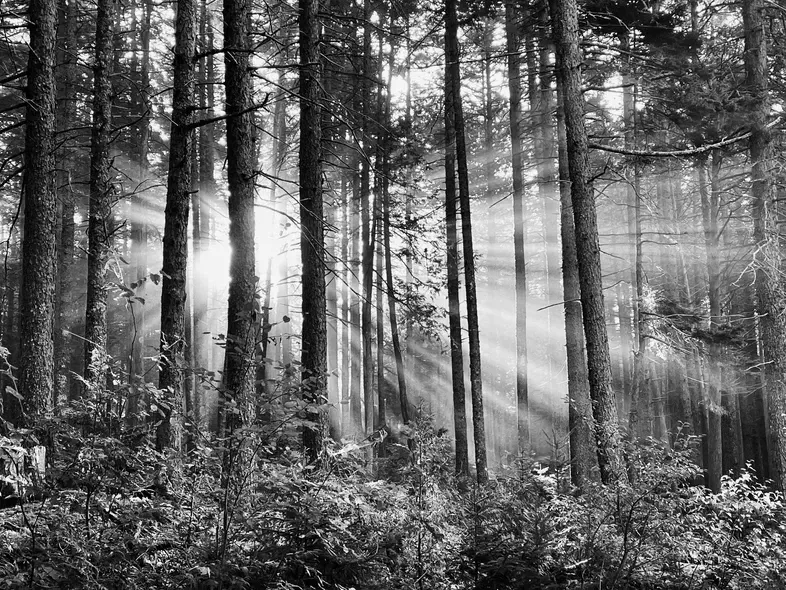 Diane Jordan Morning Mist.jpg