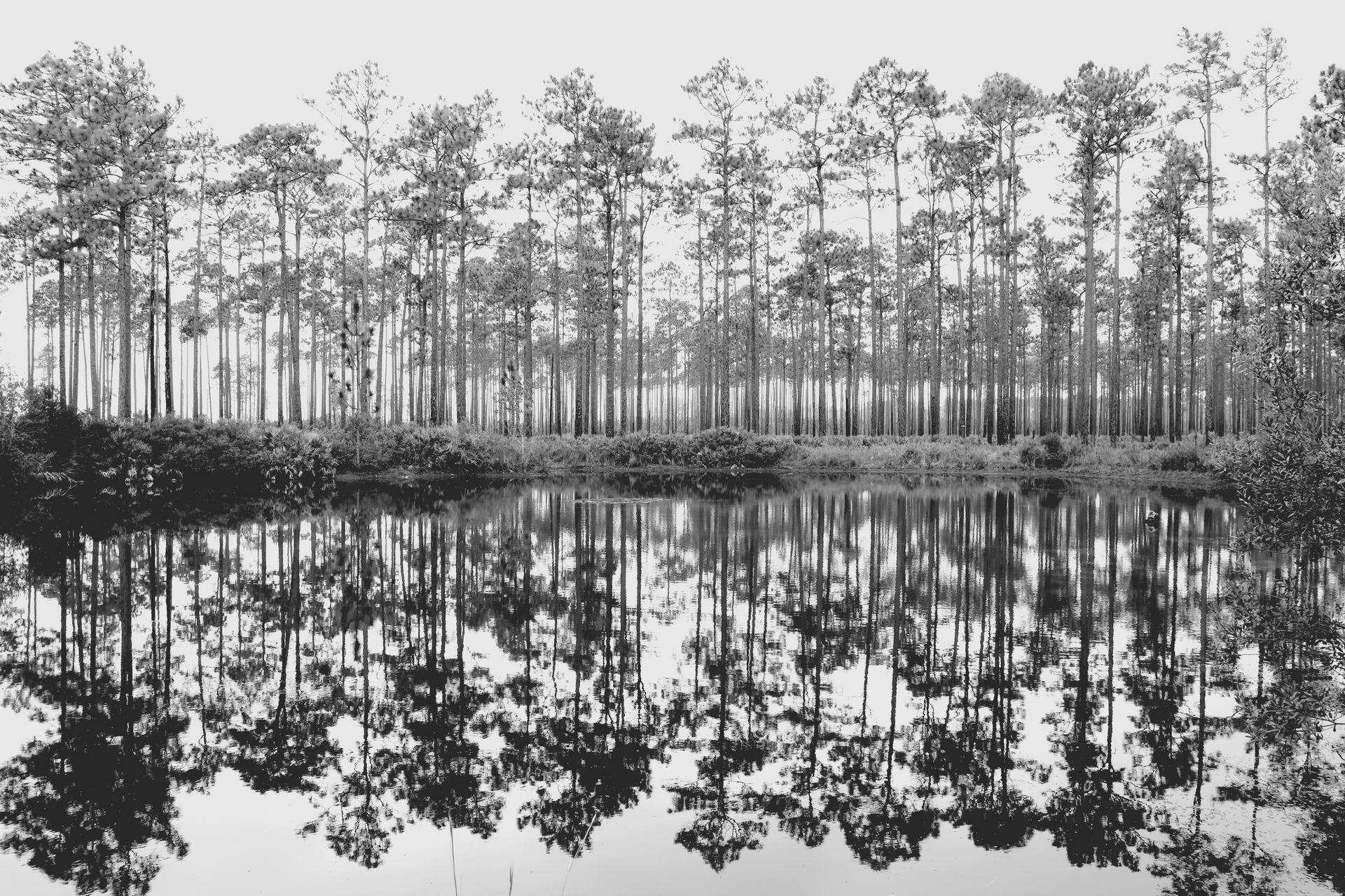 A black and white photo of trees reflected in a lake