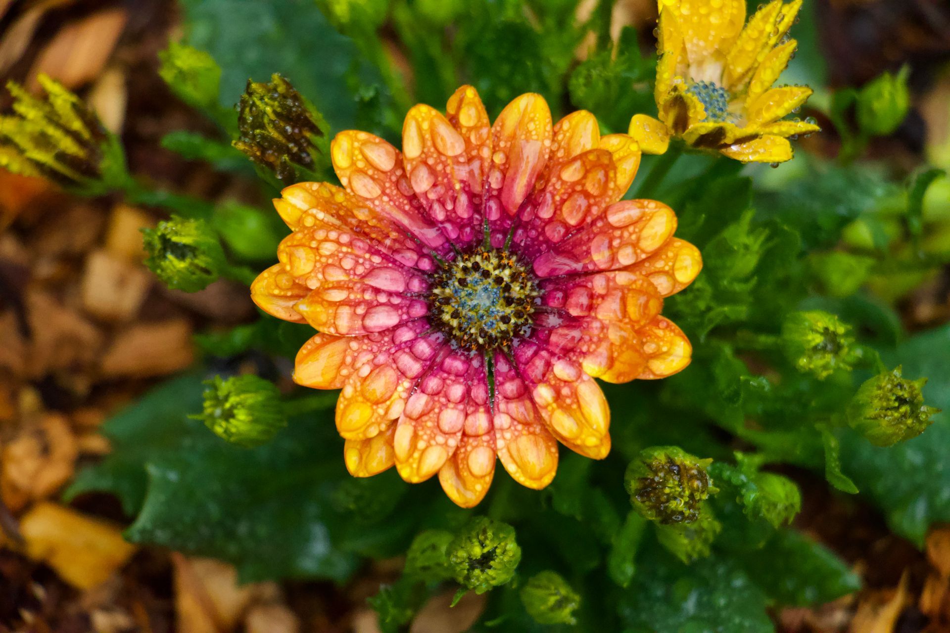 a close up of a purple and orange flower with water drops on it .