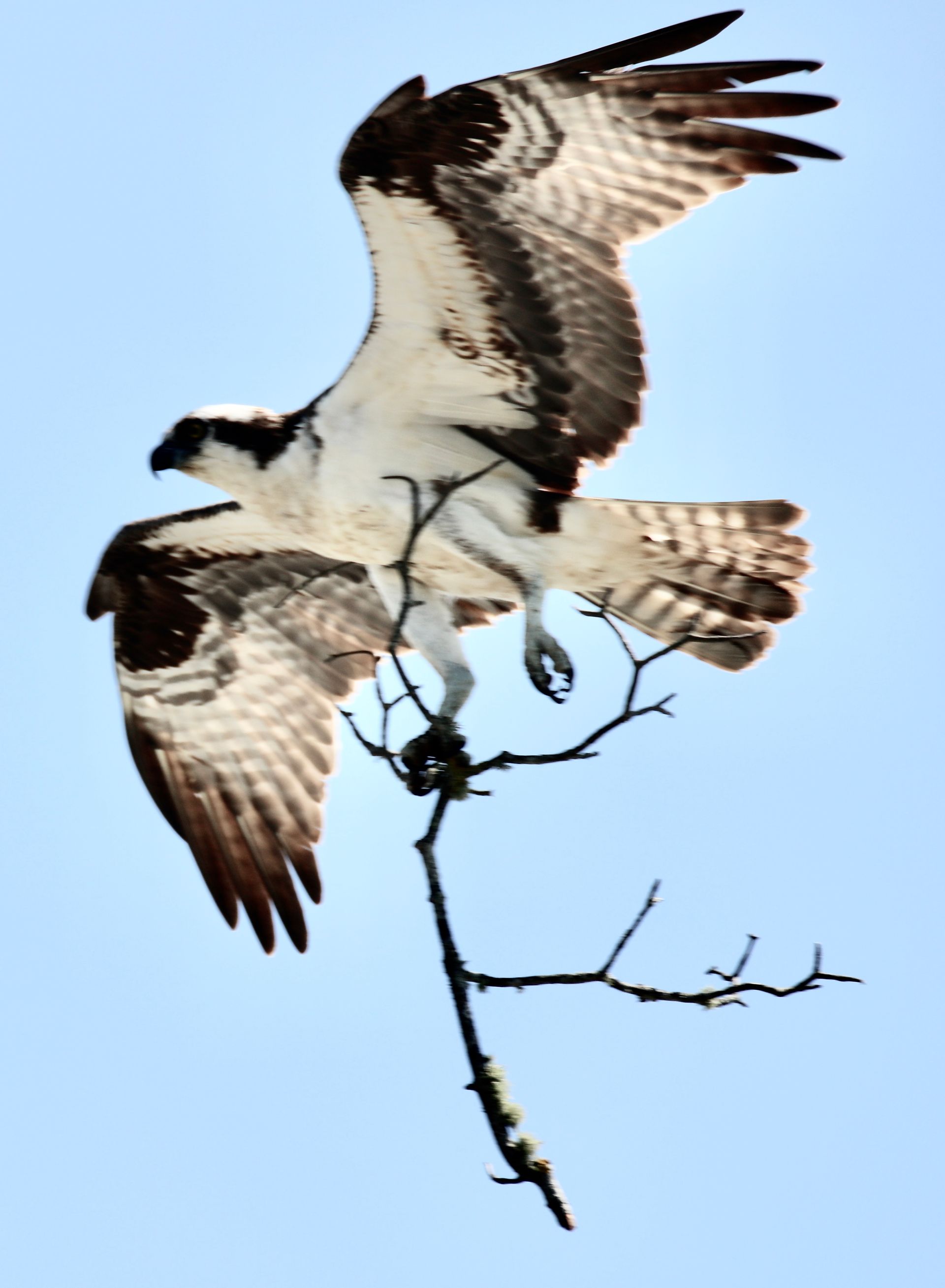 Osprey nest building