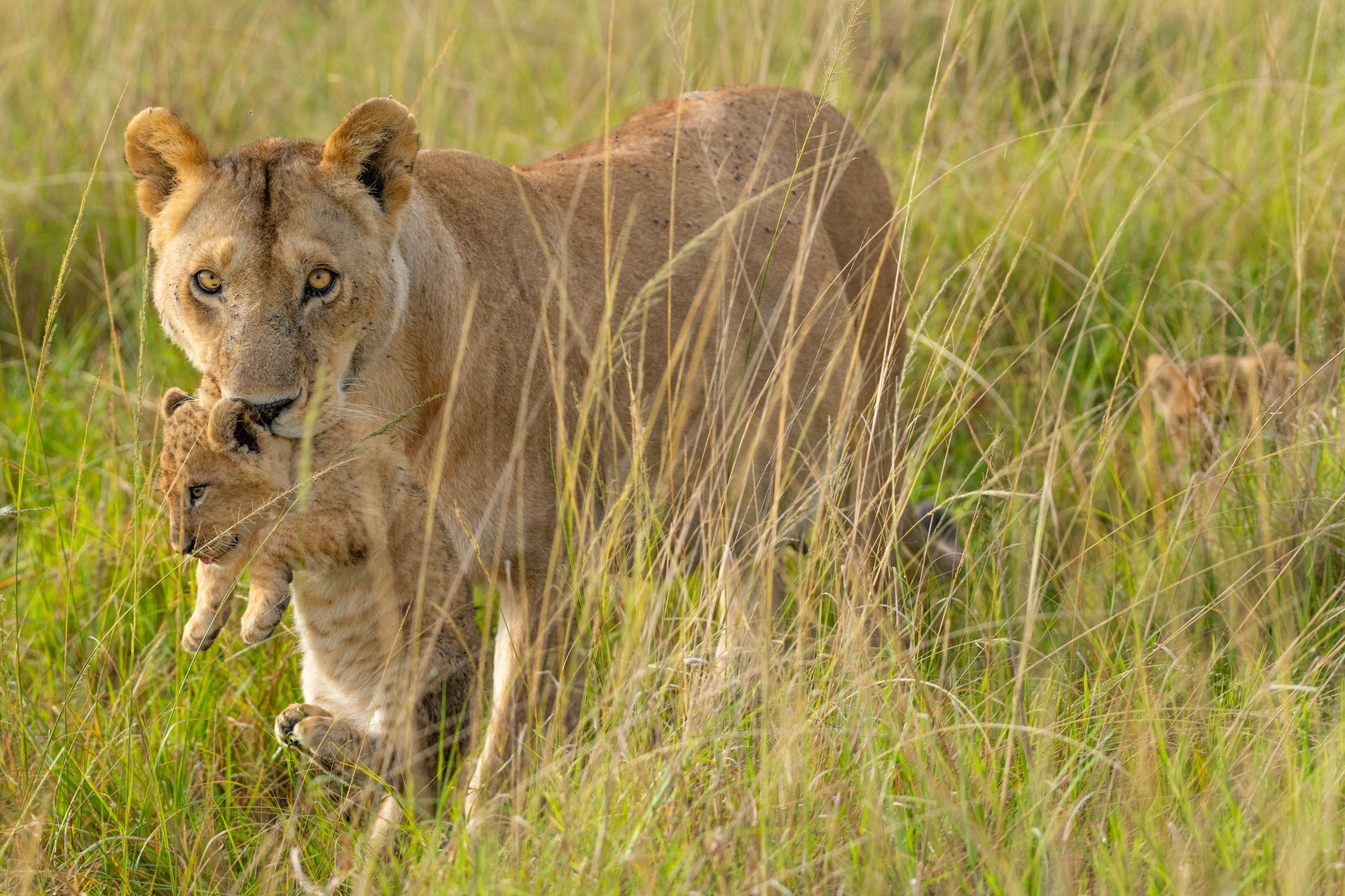 a lioness and her cub are standing in the tall grass .