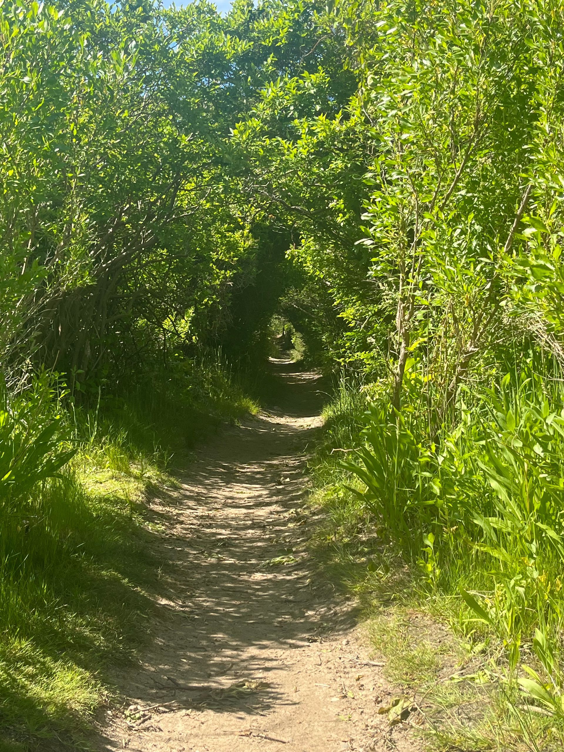 a dirt path going through a lush green forest .