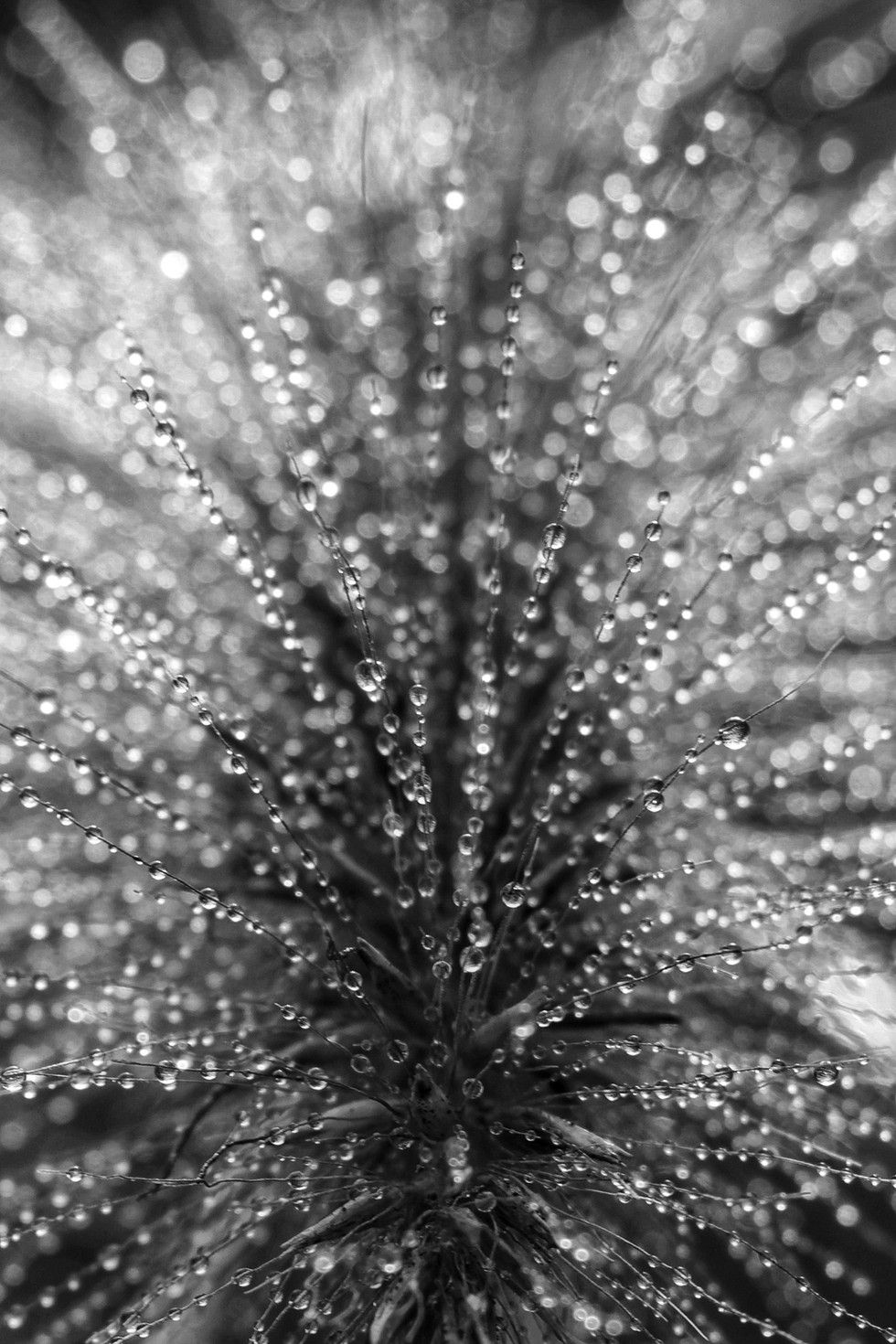 Alice Witmer Beads of Water.jpg