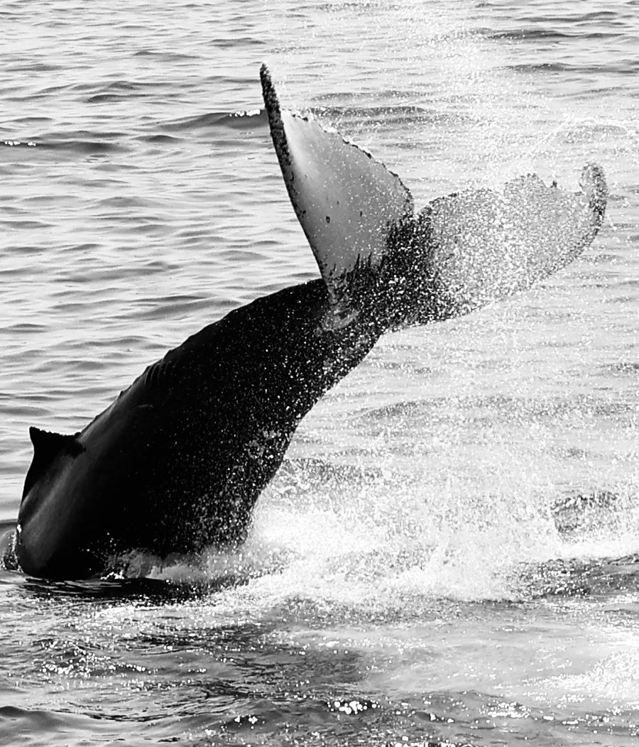 A black and white photo of a dolphin jumping out of the water.