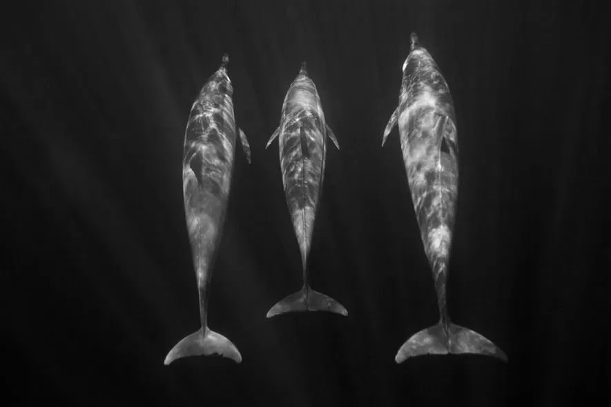 Jesse Mechling Dolphin Symmetry.jpg
