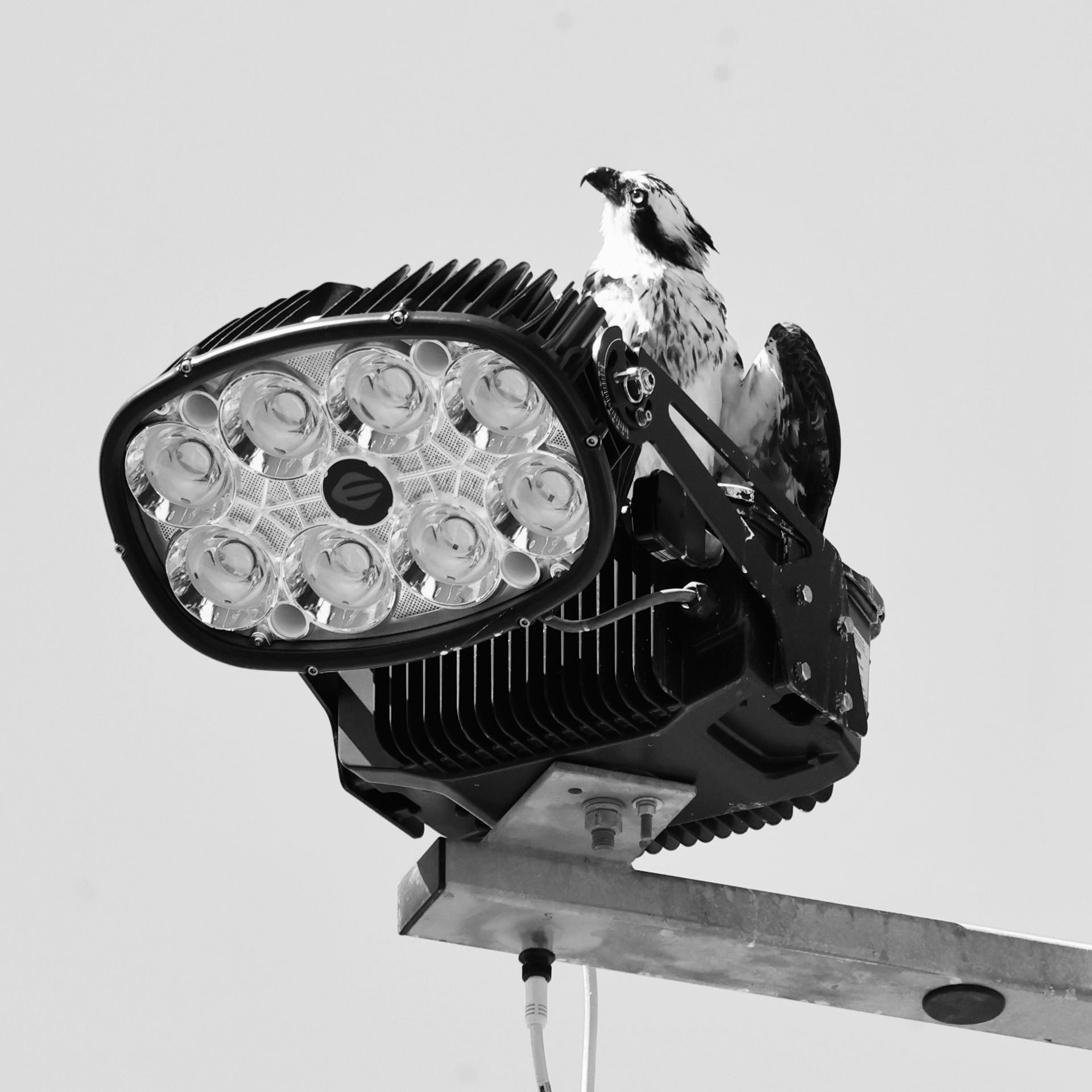A black and white photo of a bird sitting on top of a light