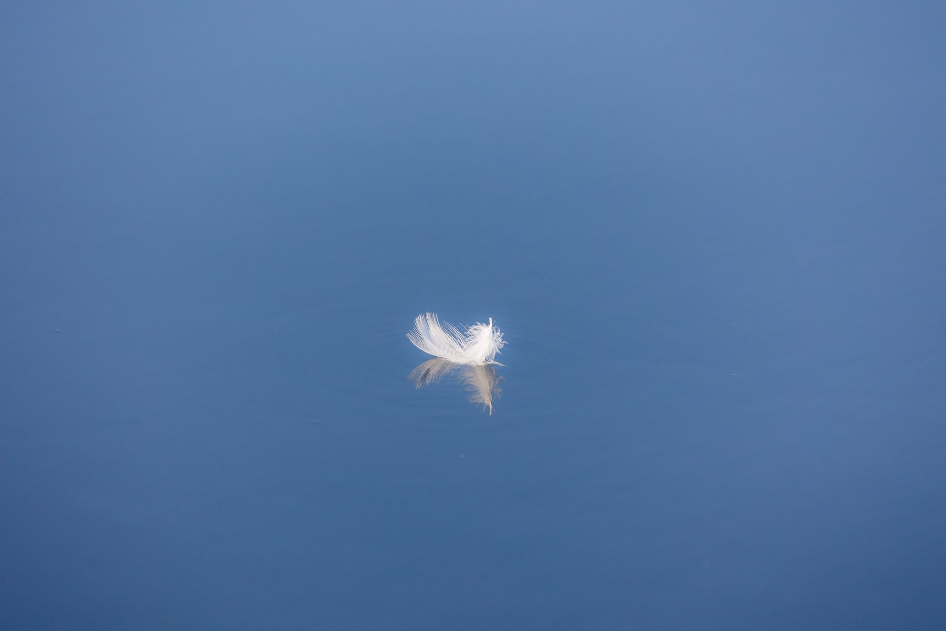 a loon is swimming in a foggy lake .
