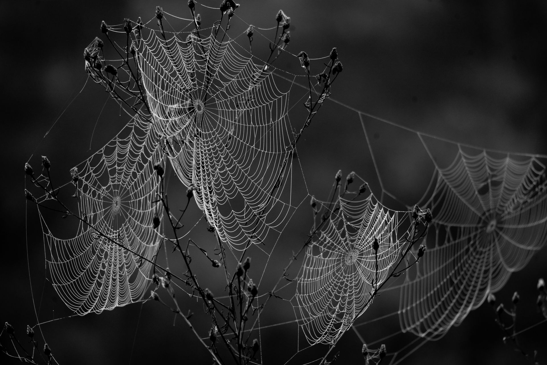 A black and white photo of spider webs with water drops on them