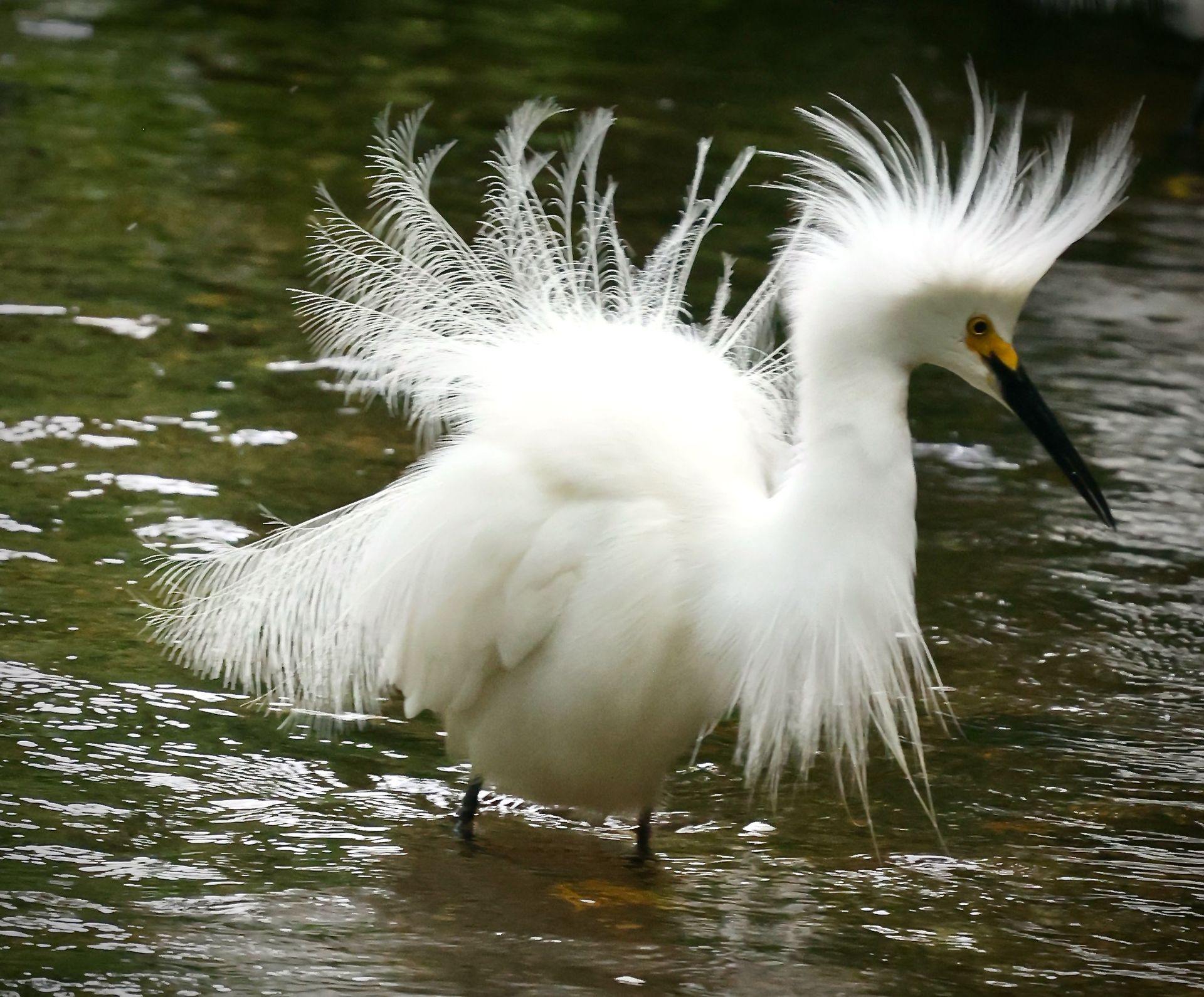 a white bird with a yellow beak is standing in the water