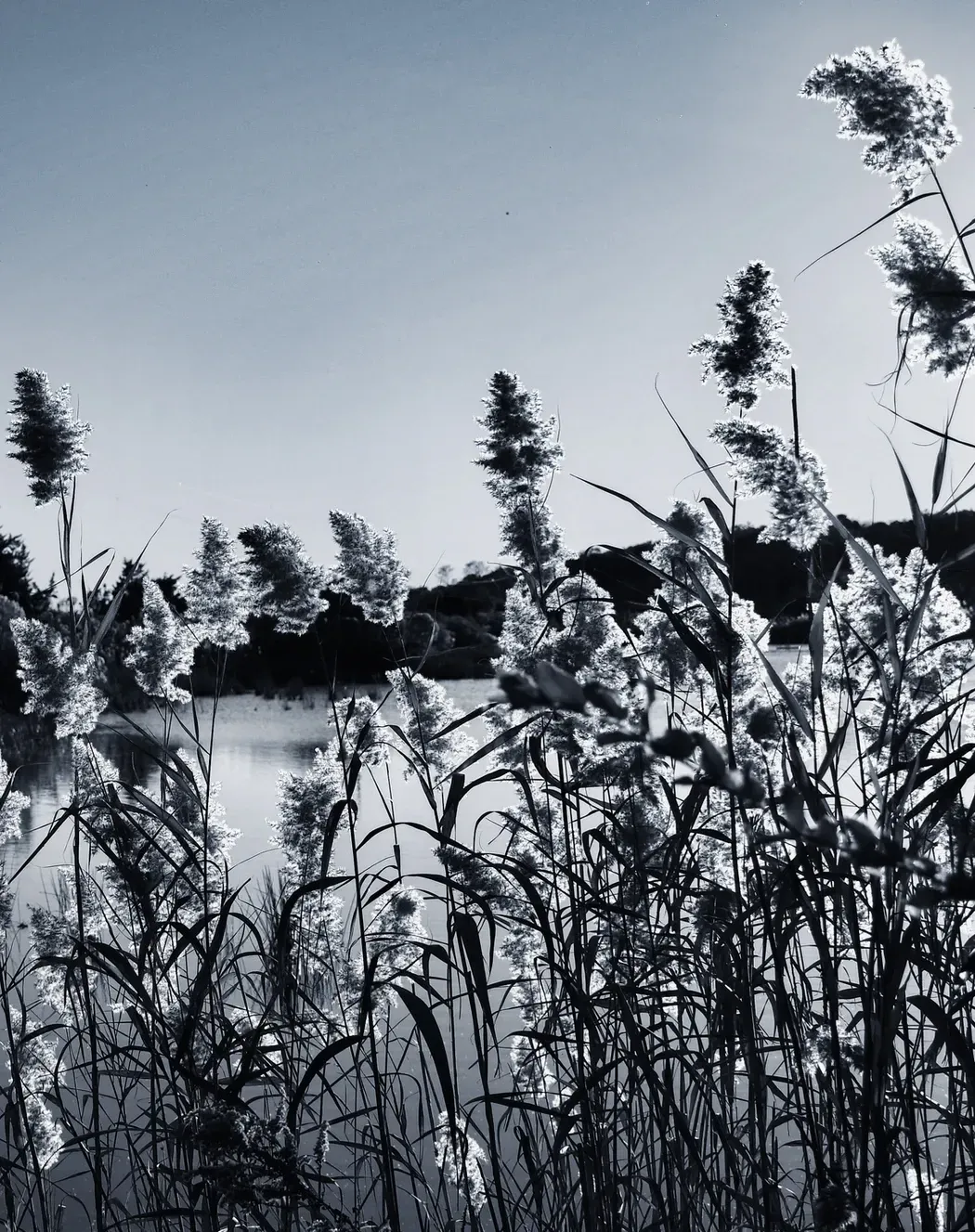 Karen Johnson Whisps on Window.jpg