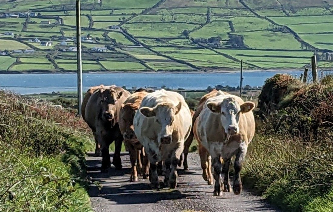 a herd of cows are walking down a dirt road .