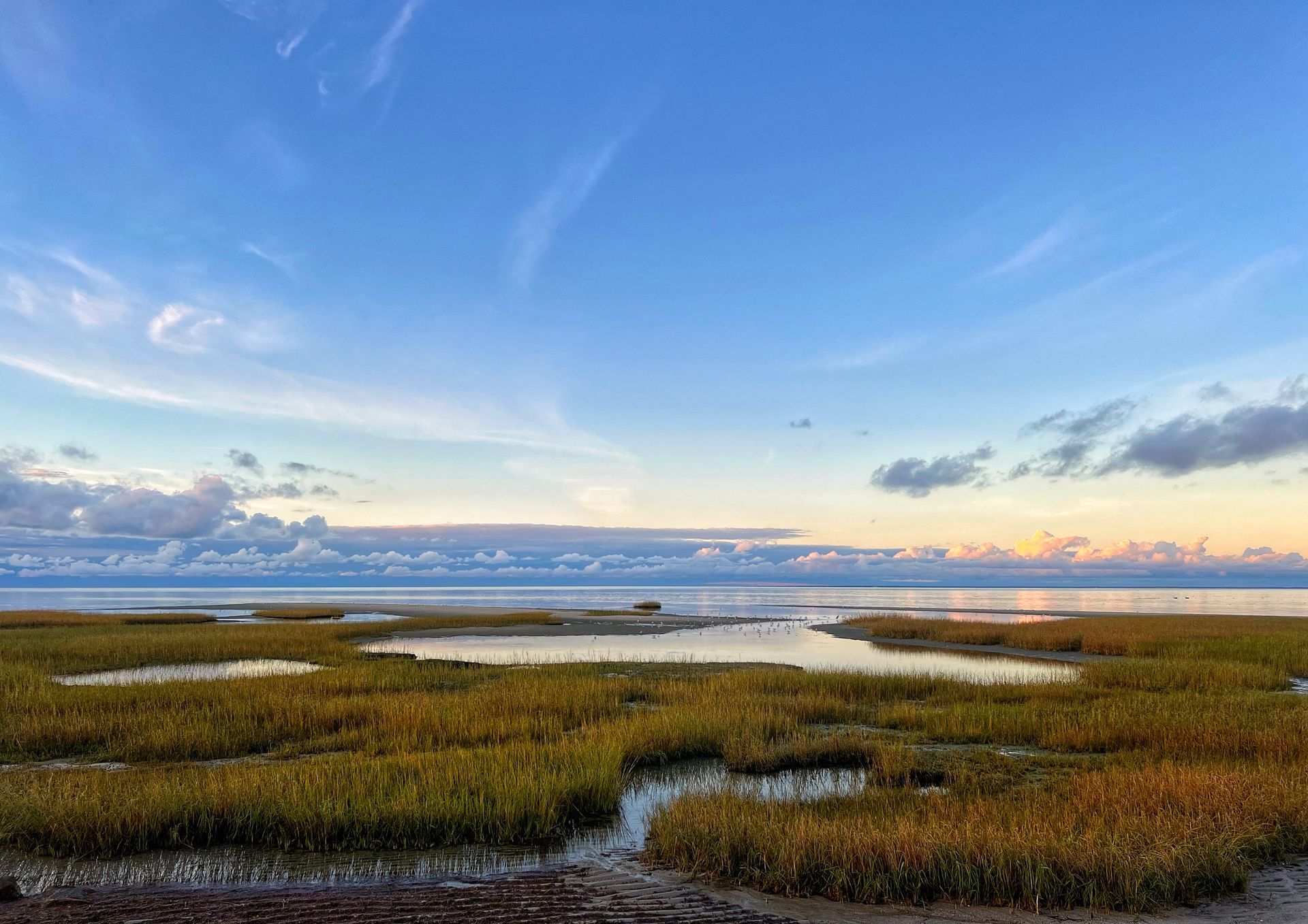 a sunset over a swamp with tall grass and a body of water .