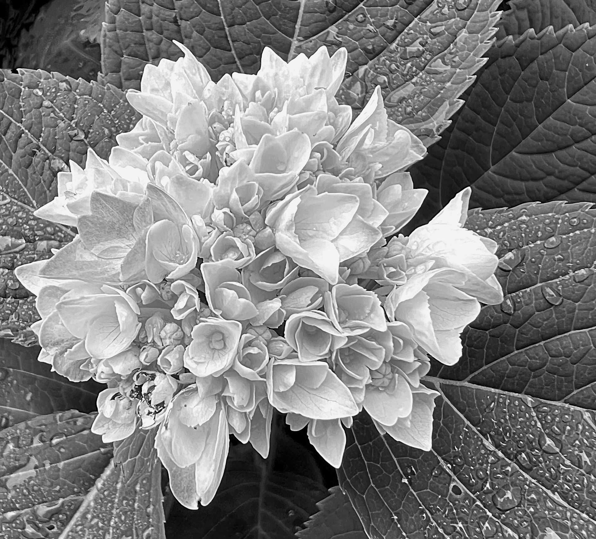 A black and white photo of a flower and leaves