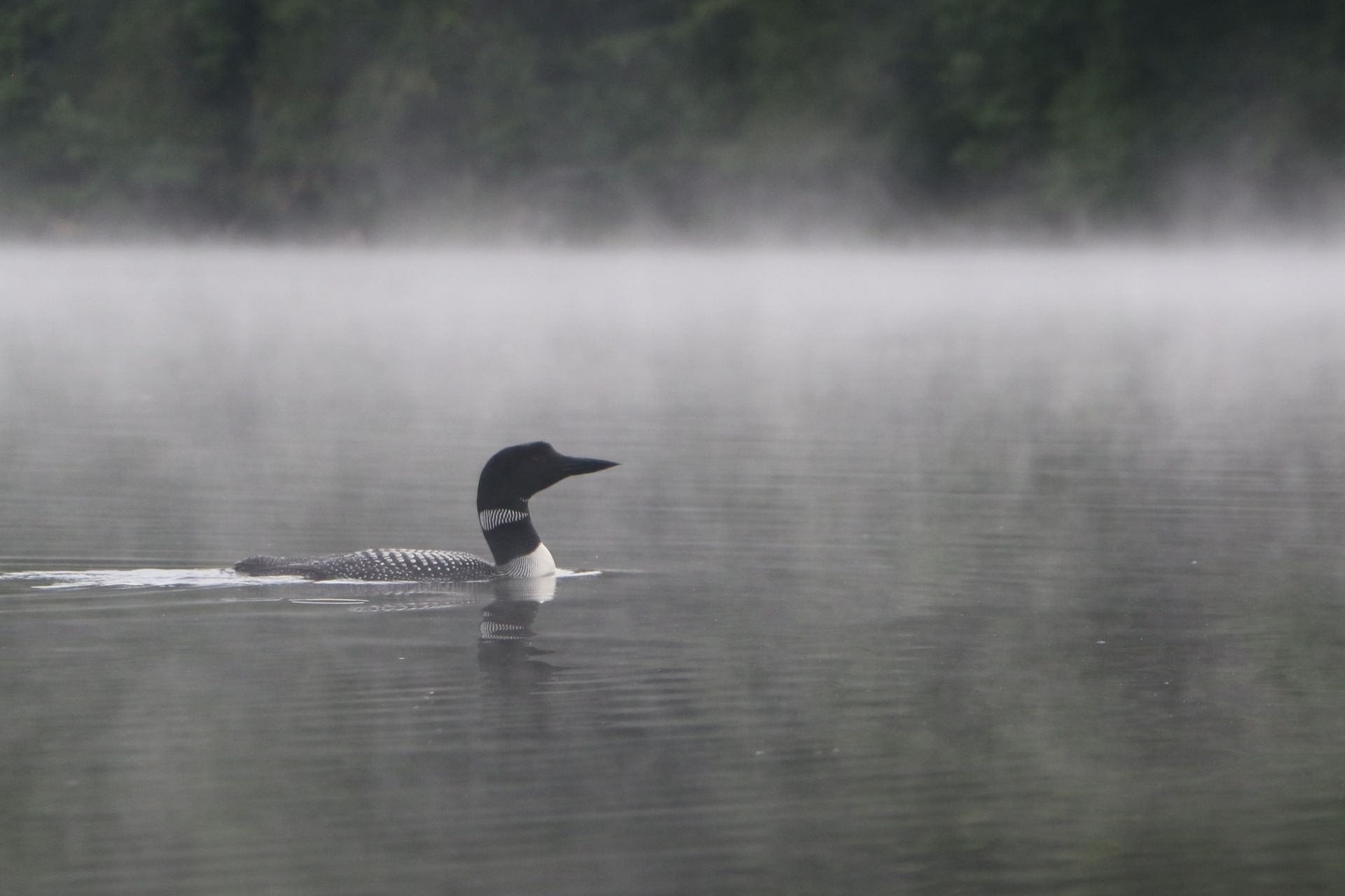 a loon is swimming in a foggy lake .