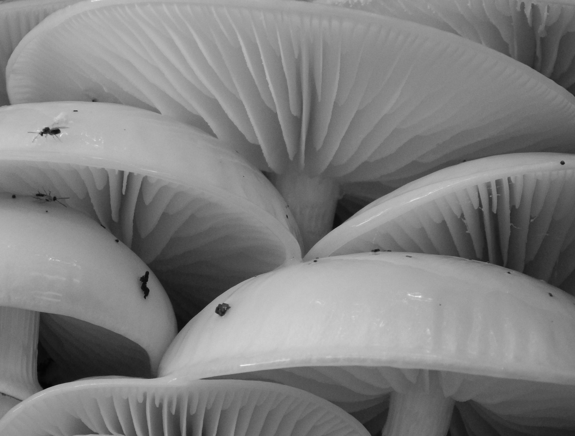 A black and white photo of a group of mushrooms