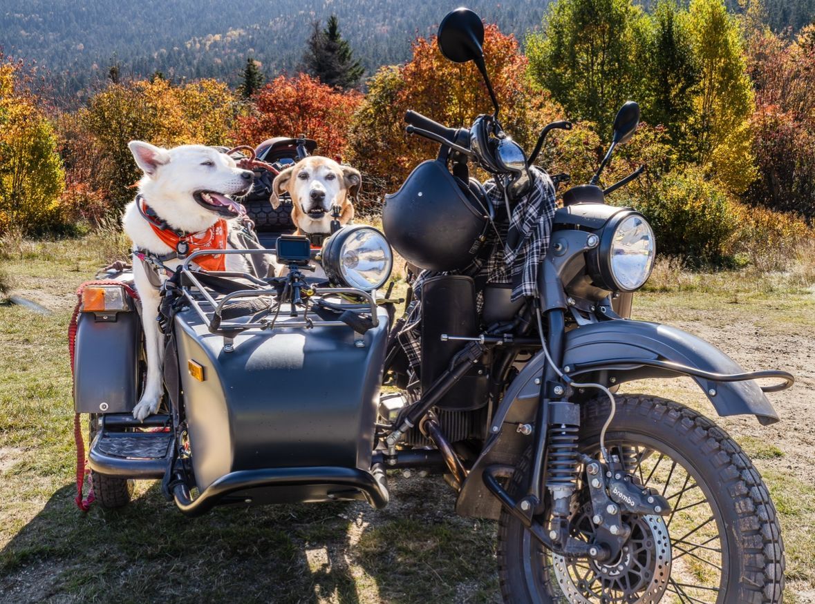 two dogs are sitting in a sidecar on a motorcycle .