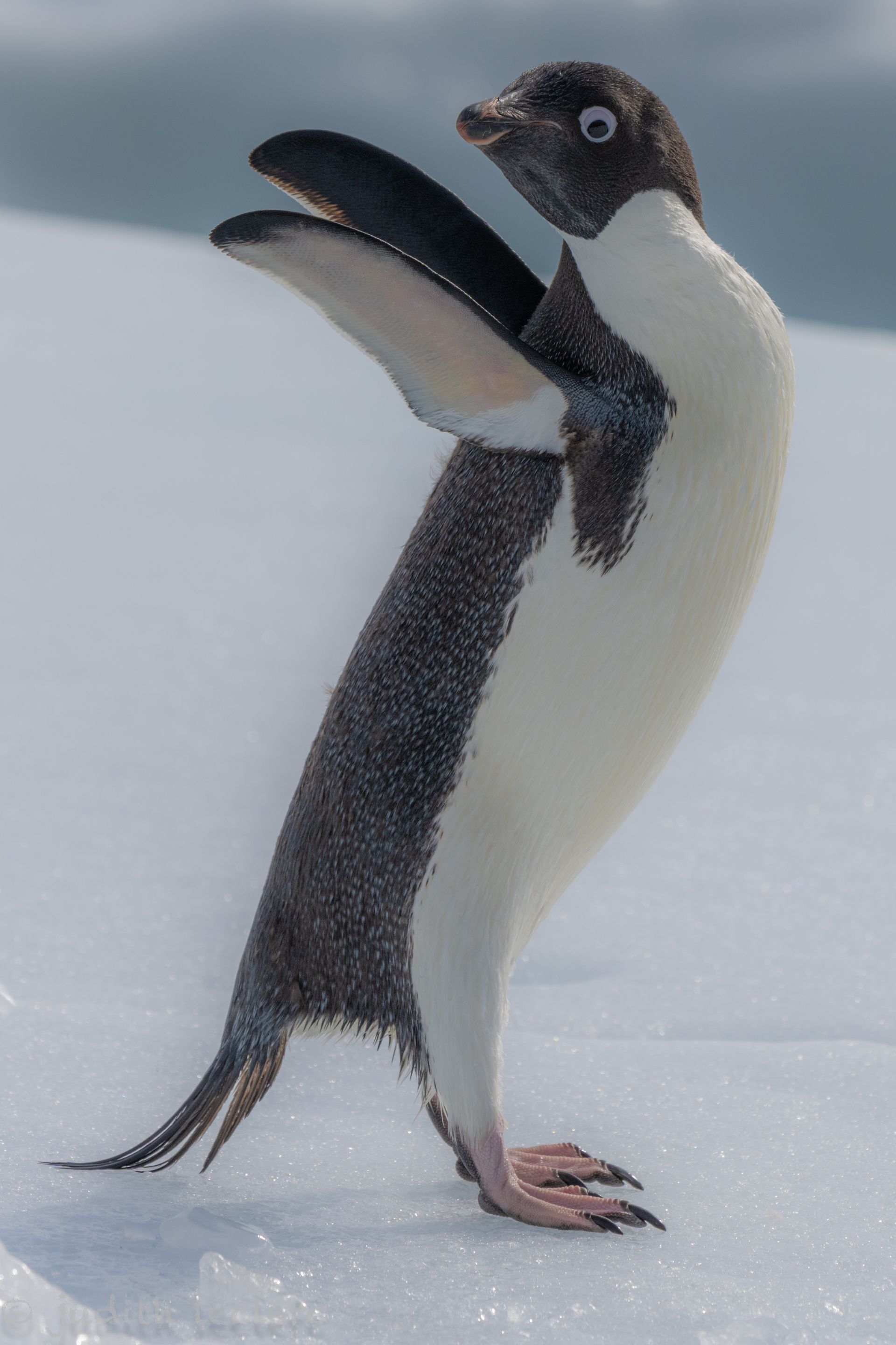 a black and white penguin with its wings outstretched