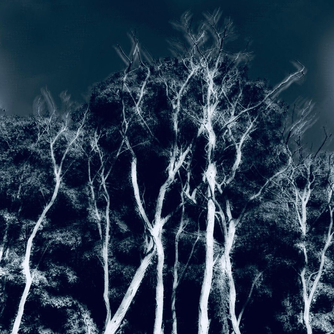 A black and white photo of a forest with trees without leaves at night.