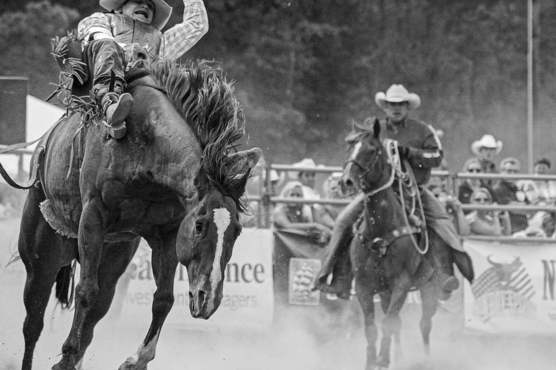 Mark Bernstein 4 Daylilies.jpg