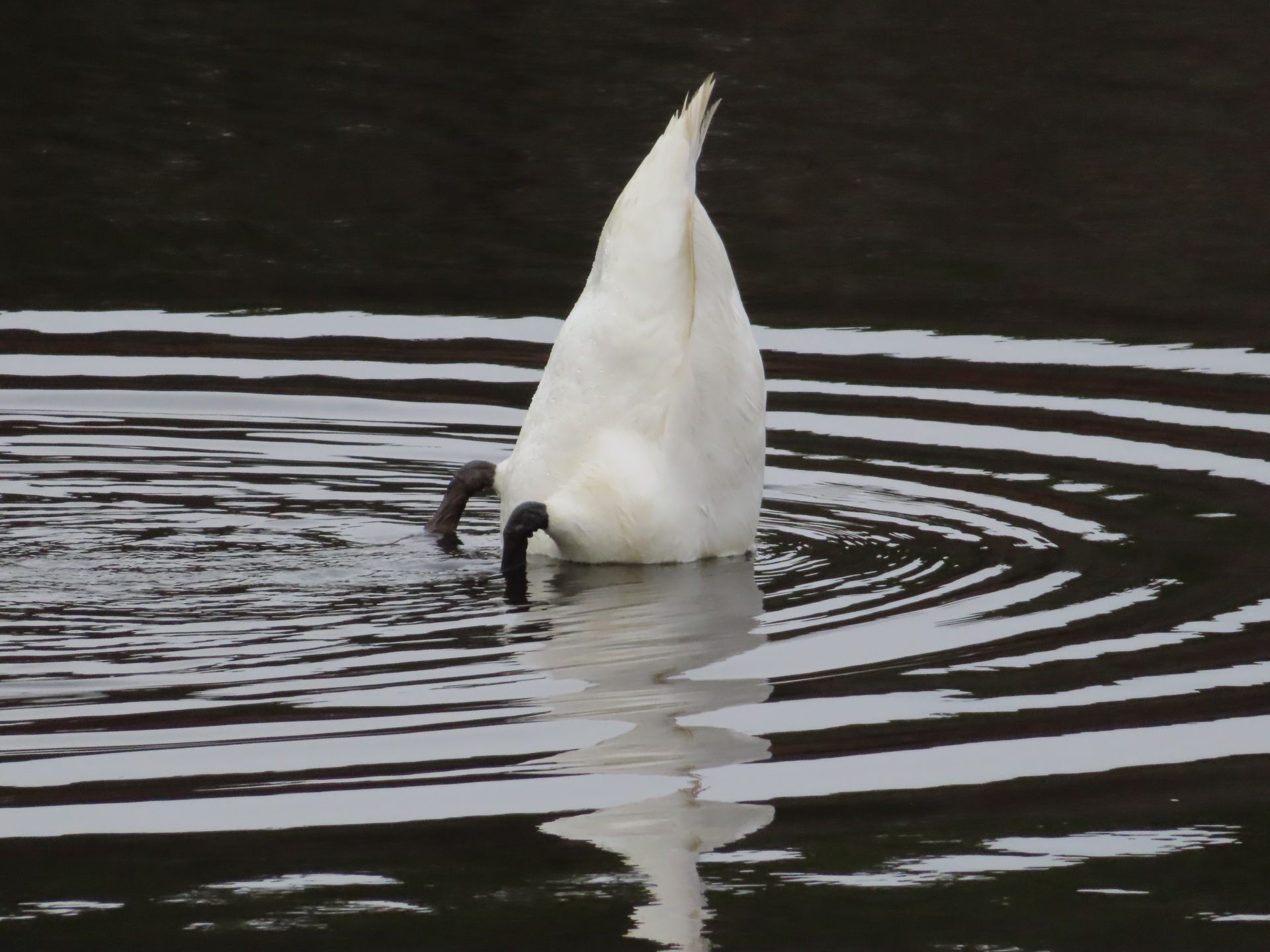 a white swan is swimming in a body of water