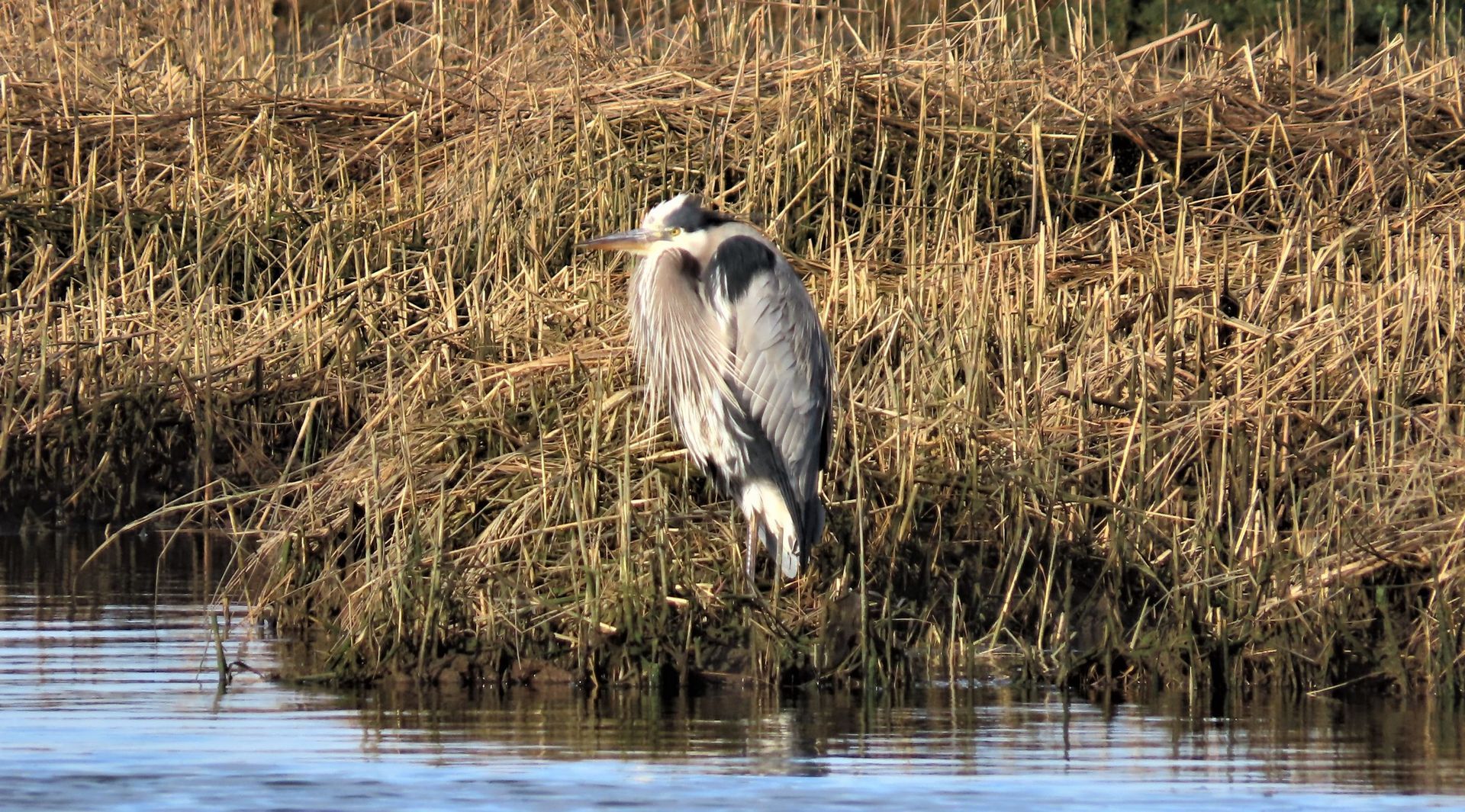 a bird is standing in the water near a field of tall grass .