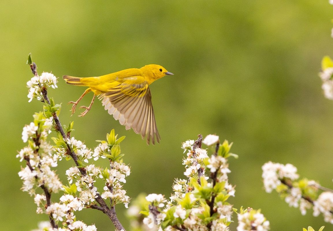 a yellow bird is flying over a tree branch with white flowers .
