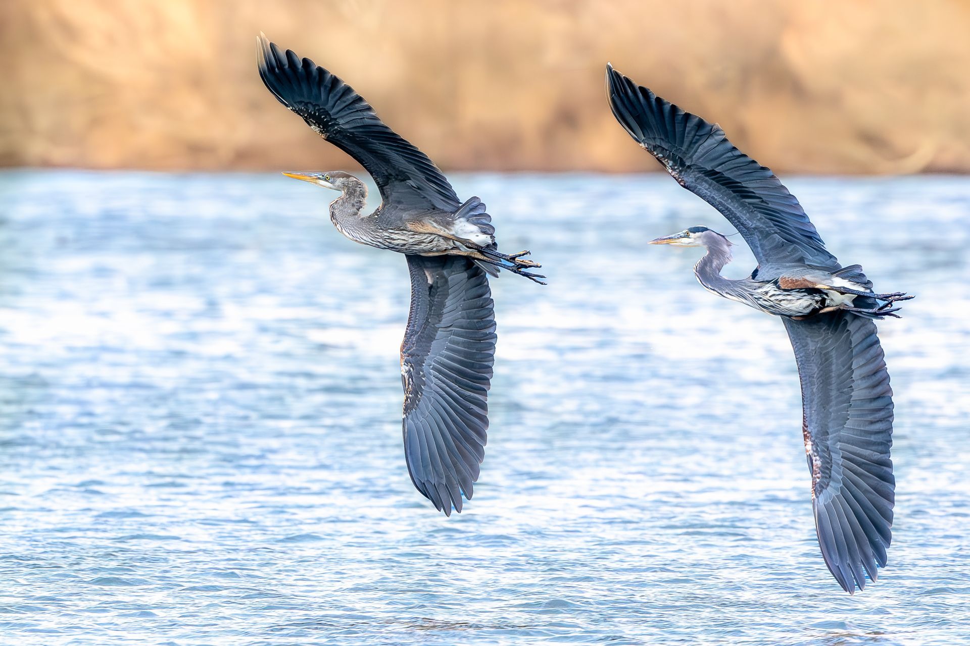 two birds are flying over a body of water .