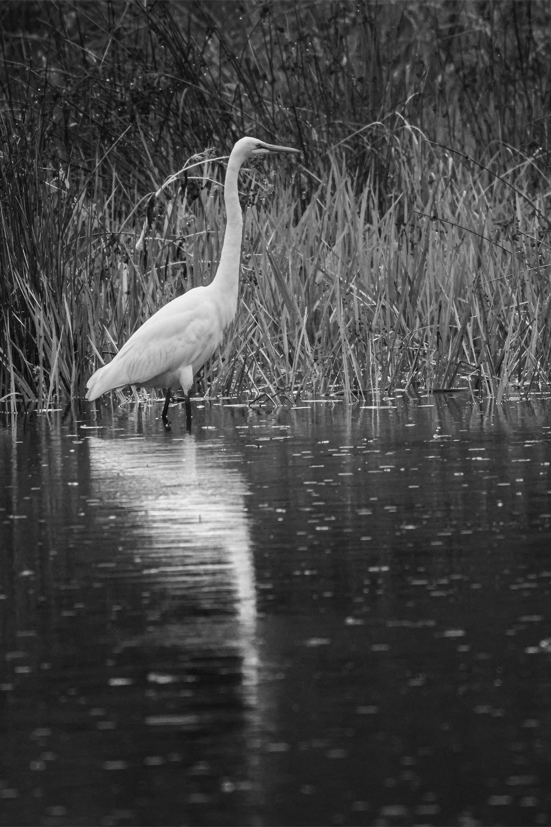 A black and white photo of a bird standing in the water.
