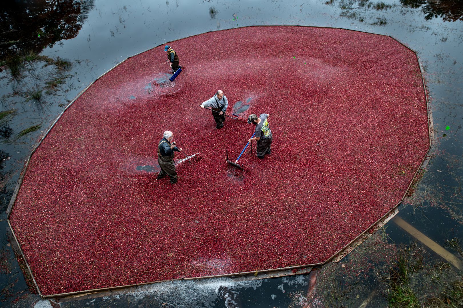 A group of people are picking cranberries in a pond.