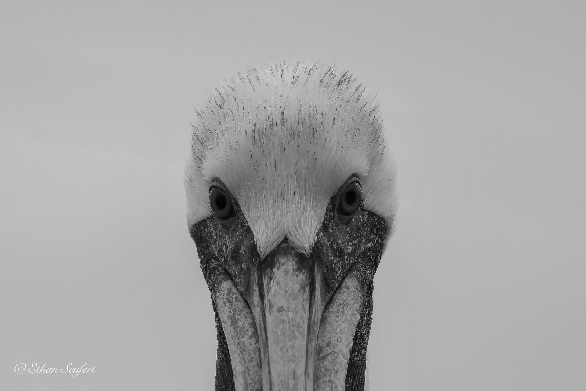 A black and white photo of a pelican 's head against a white background.