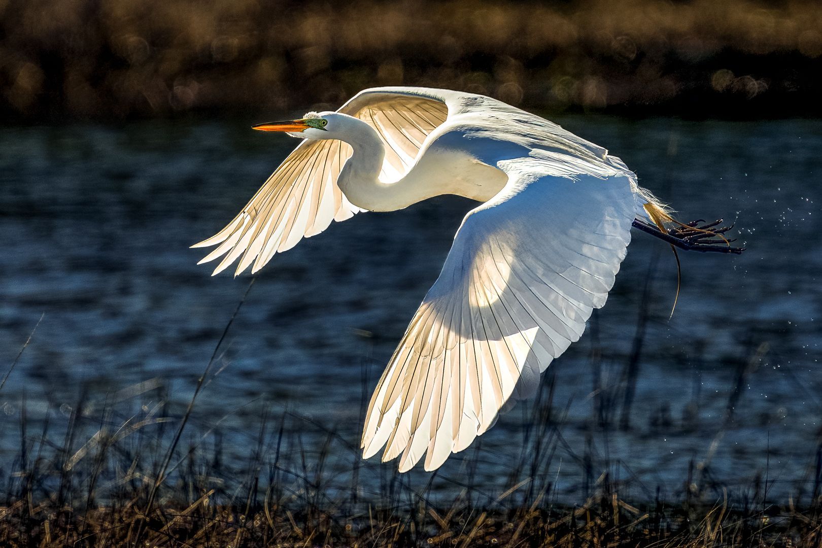 A white bird is flying over a body of water.
