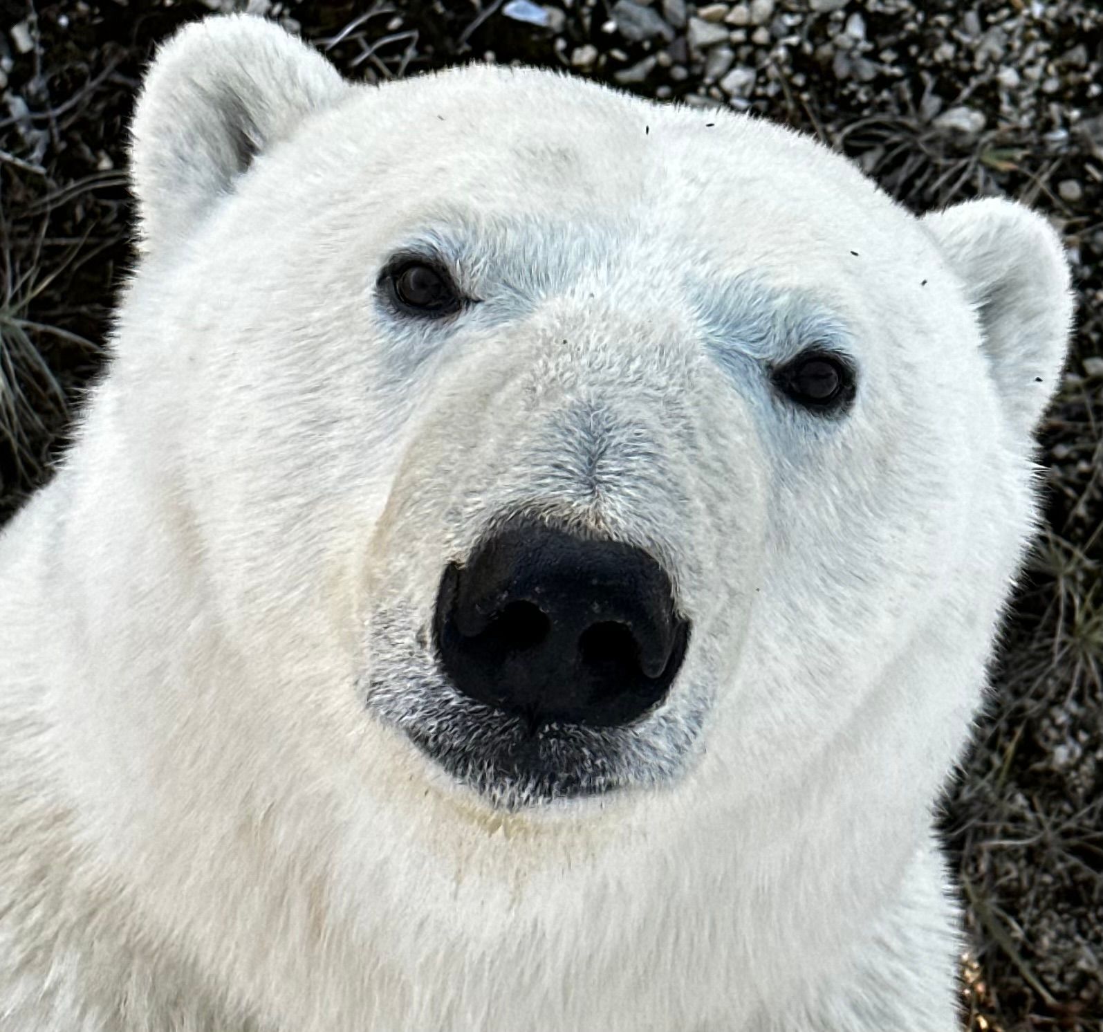 a close up of a polar bear looking at the camera