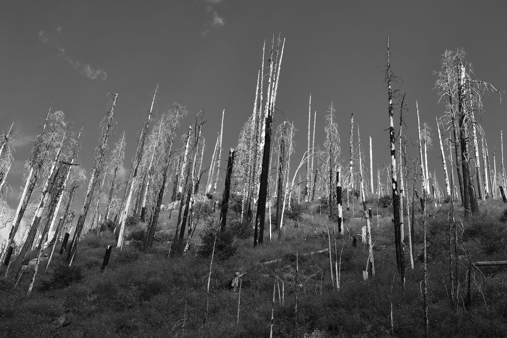 A black and white photo of a forest with trees covered in snow