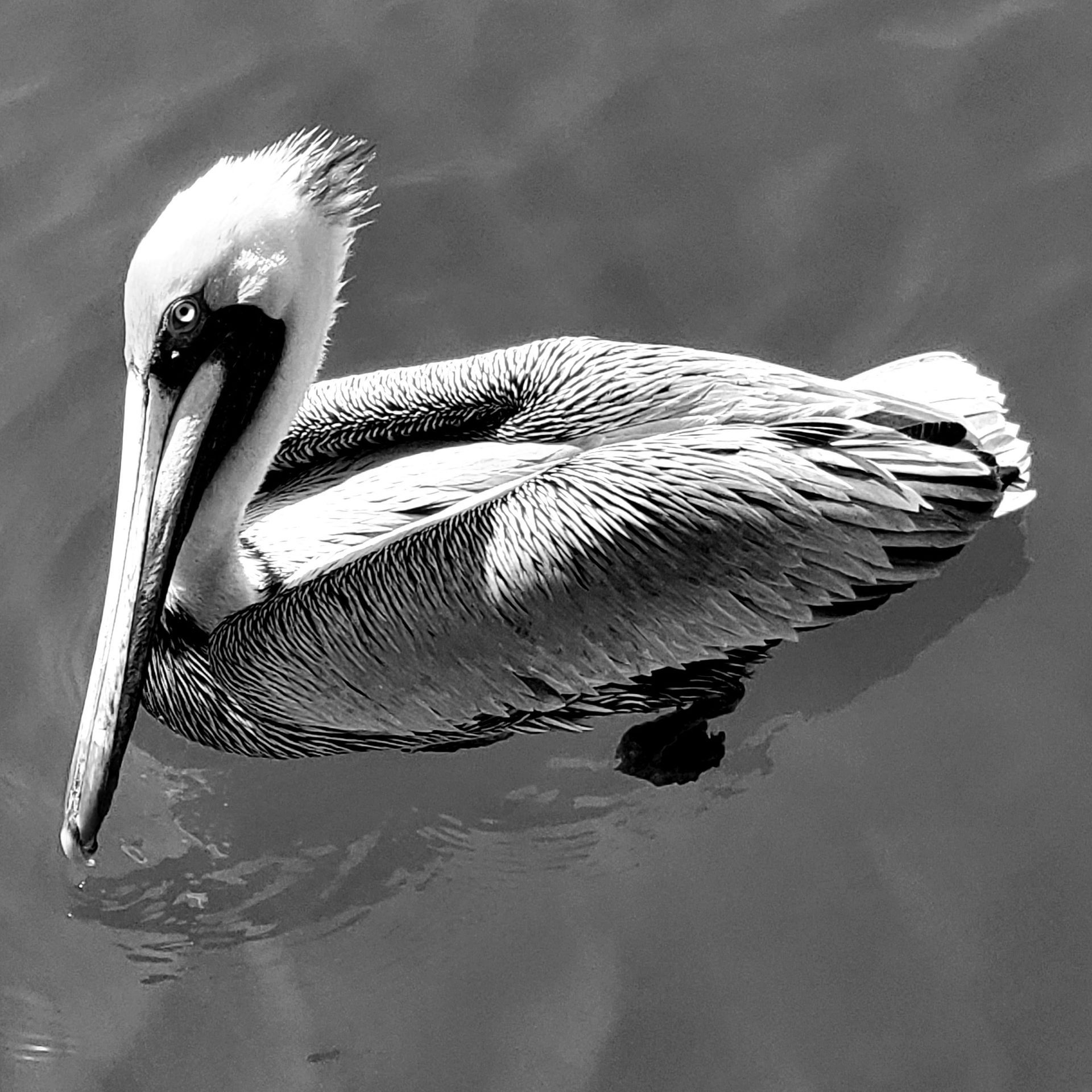 A black and white photo of a pelican in the water