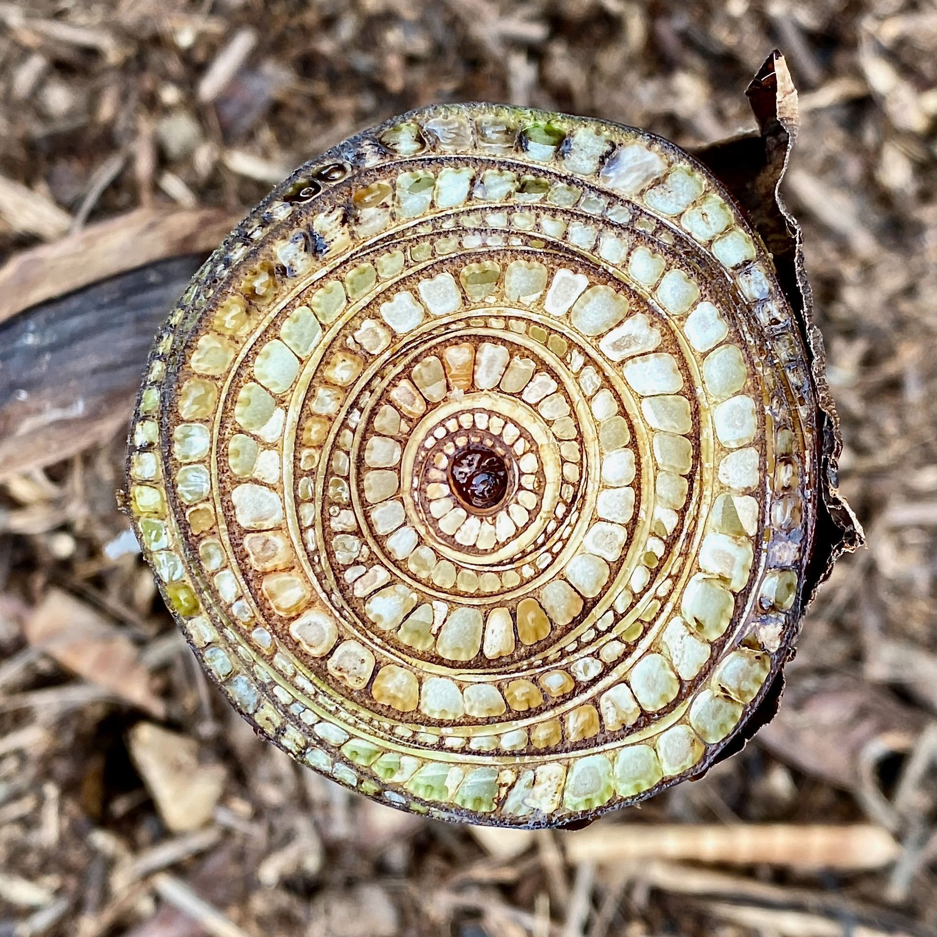 a close up of a circular pattern on a piece of wood