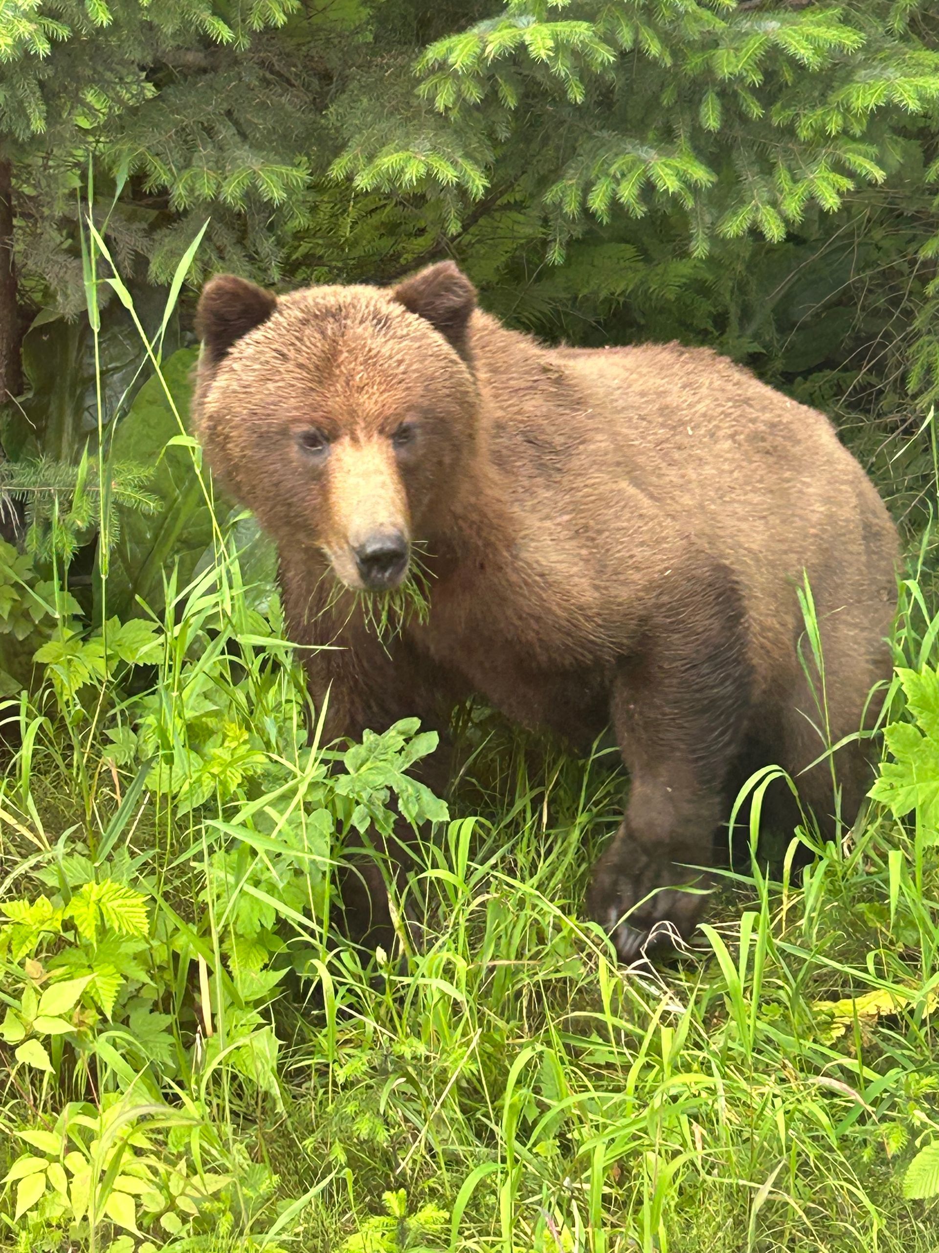 a brown bear is standing in the grass in the woods .