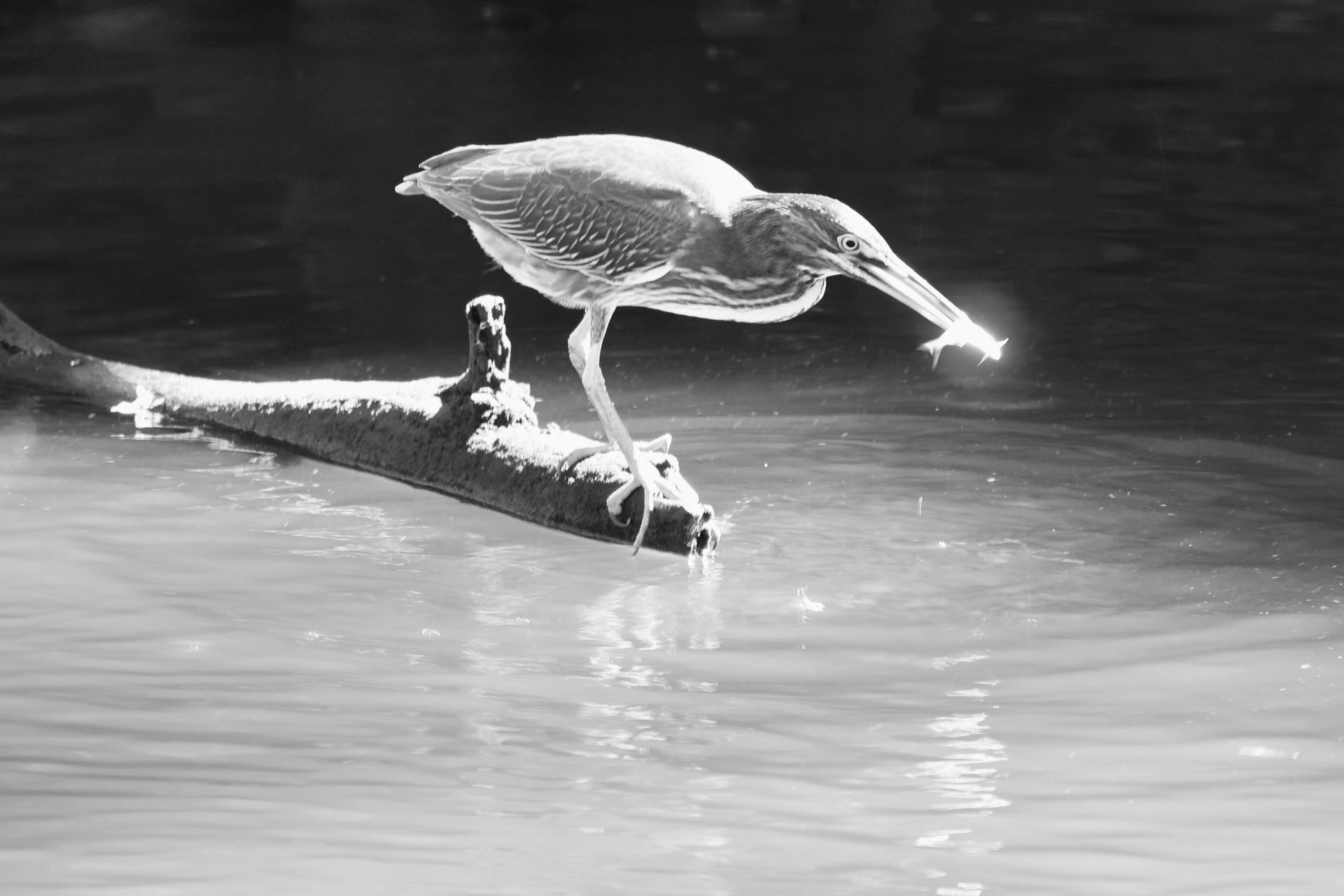 A black and white photo of a bird standing on a log in the water.