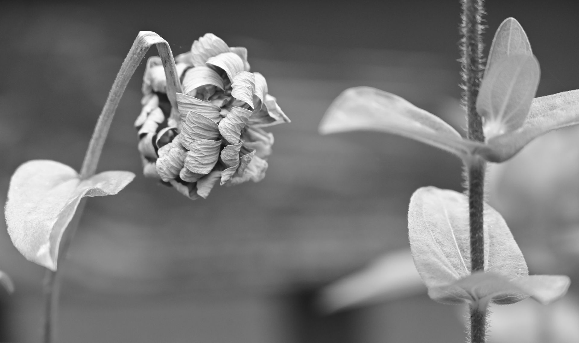 A black and white photo of a flower bud and leaves.