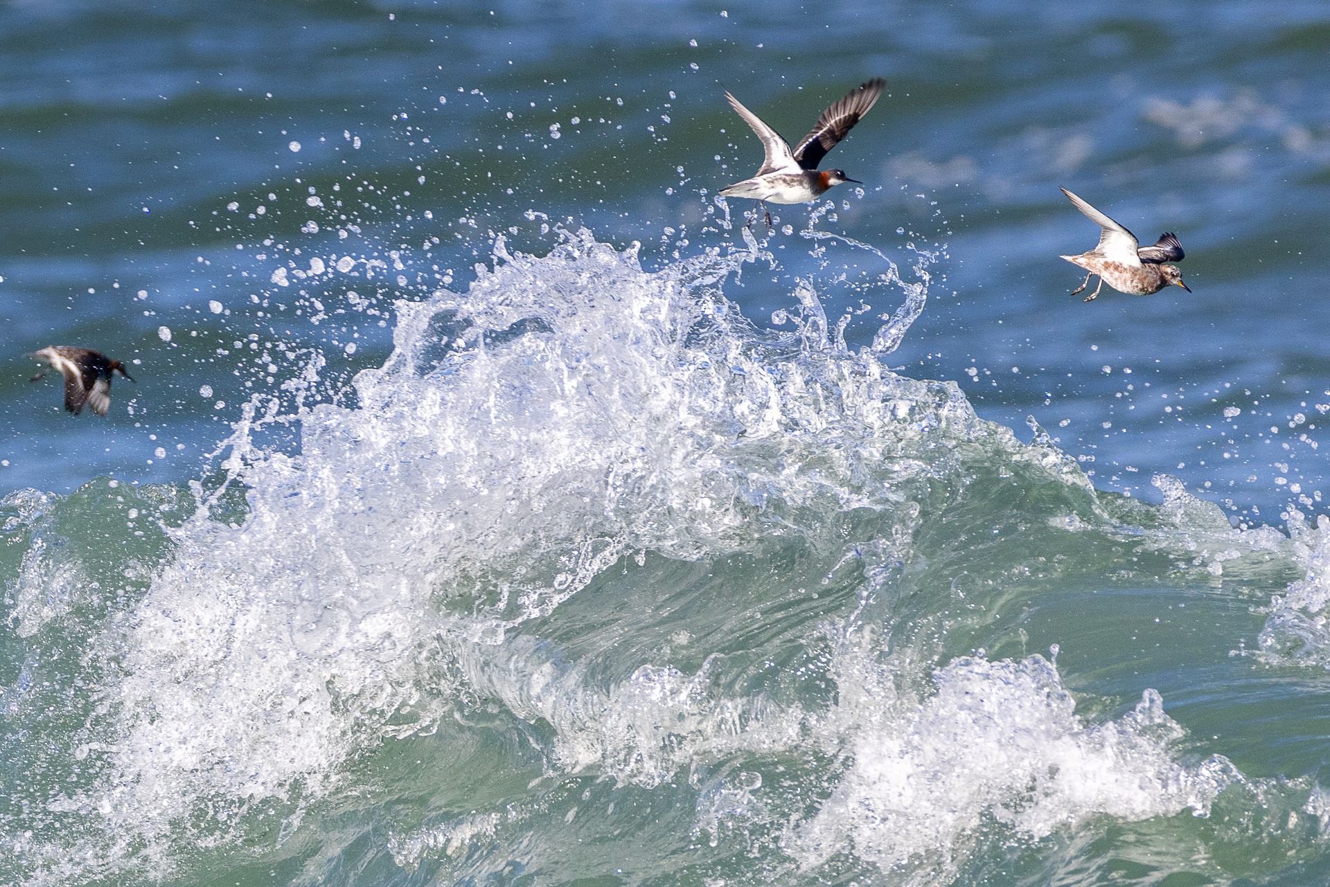 several birds are flying over a wave in the ocean