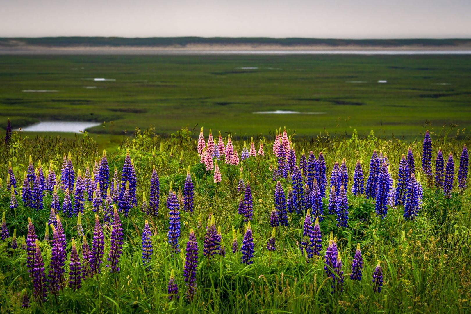 A field of purple flowers in the grass with a body of water in the background.