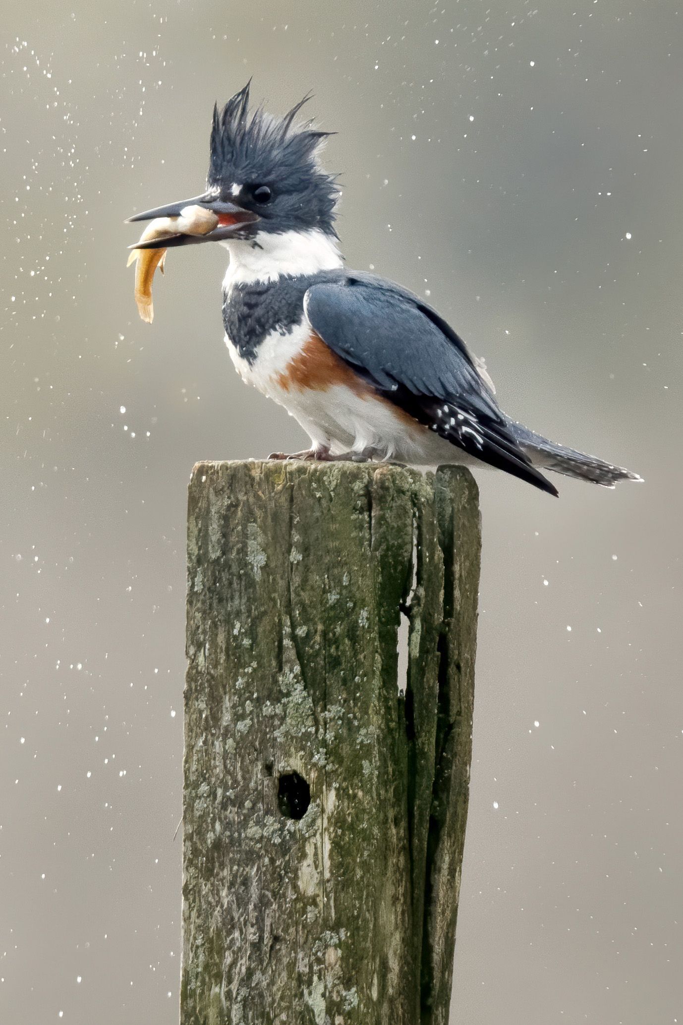 a bird is perched on a post with a fish in its beak