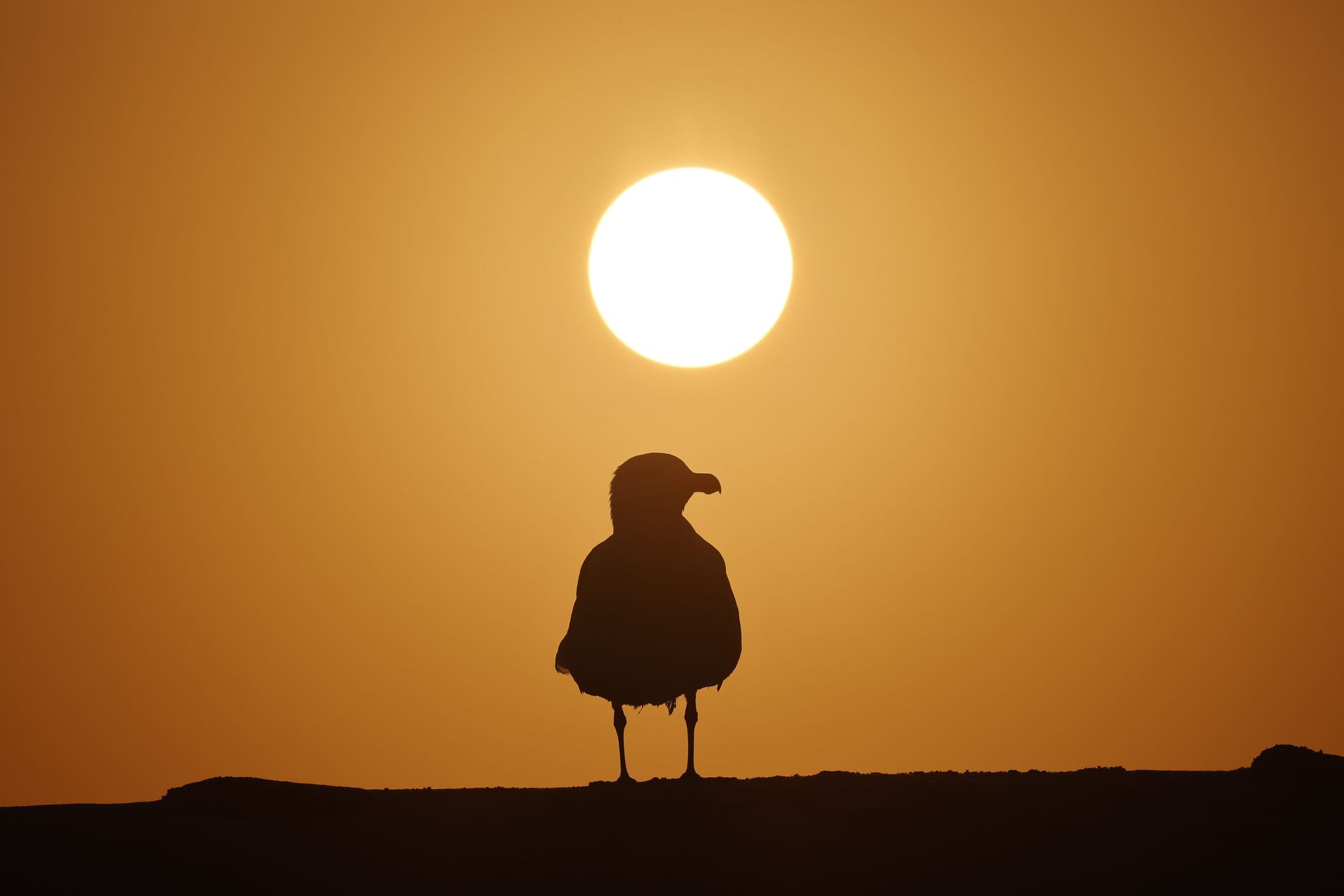 The Sun The Moon The Stars