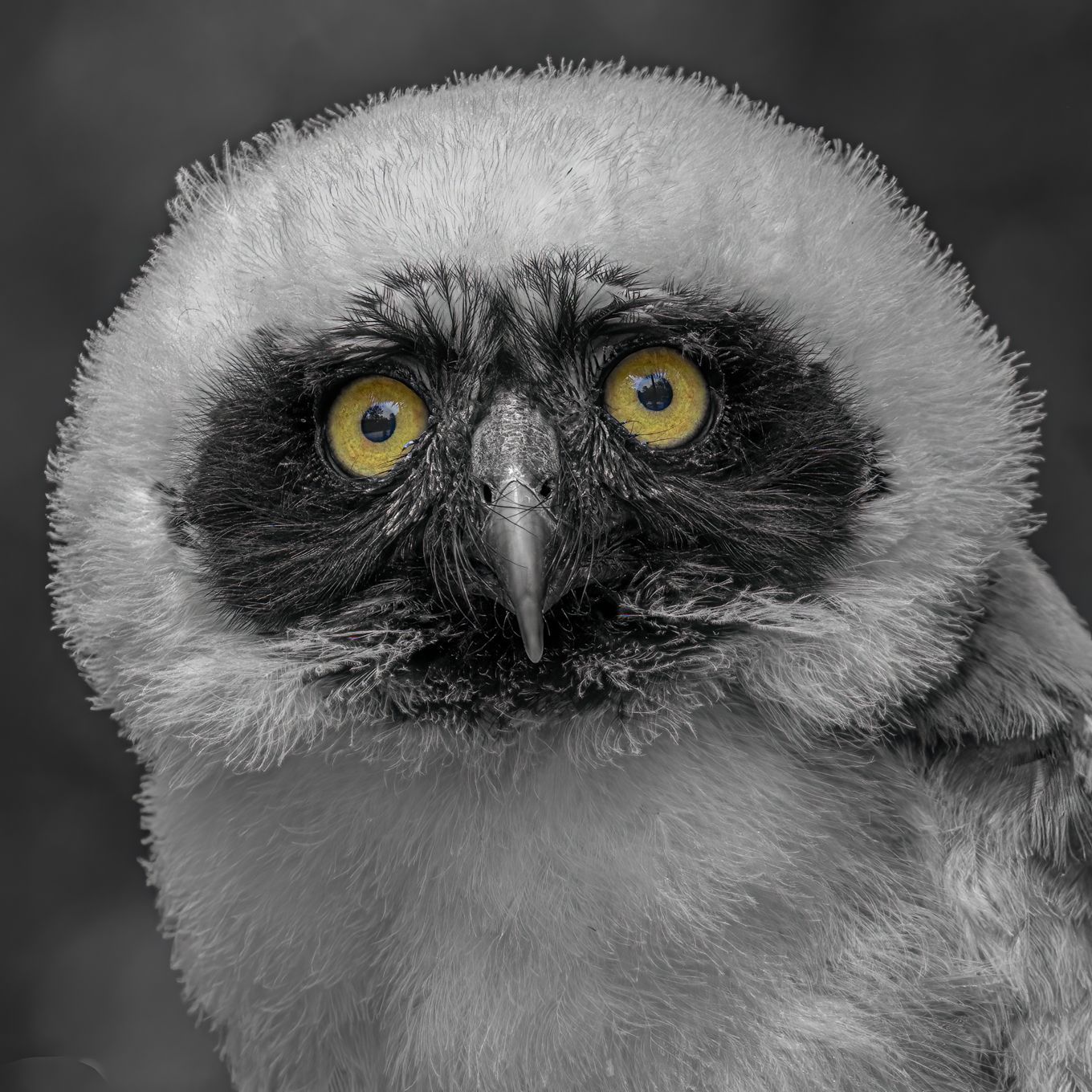 A black and white photo of a baby owl with yellow eyes.