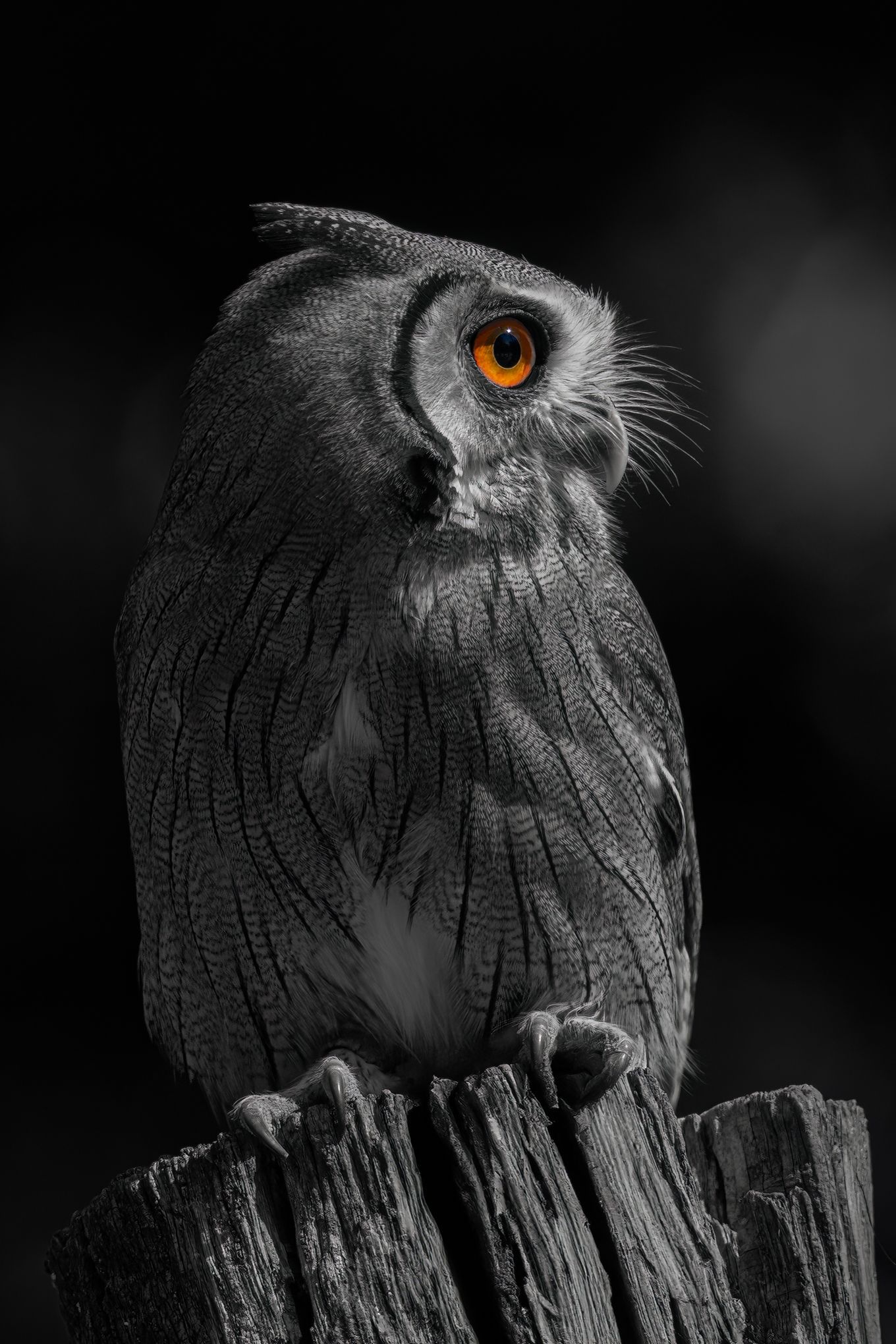 A black and white photo of an owl with orange eyes sitting on a tree stump.