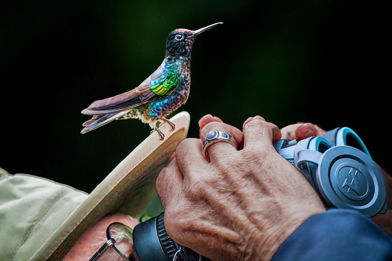 A person is taking a picture of a hummingbird with a camera.