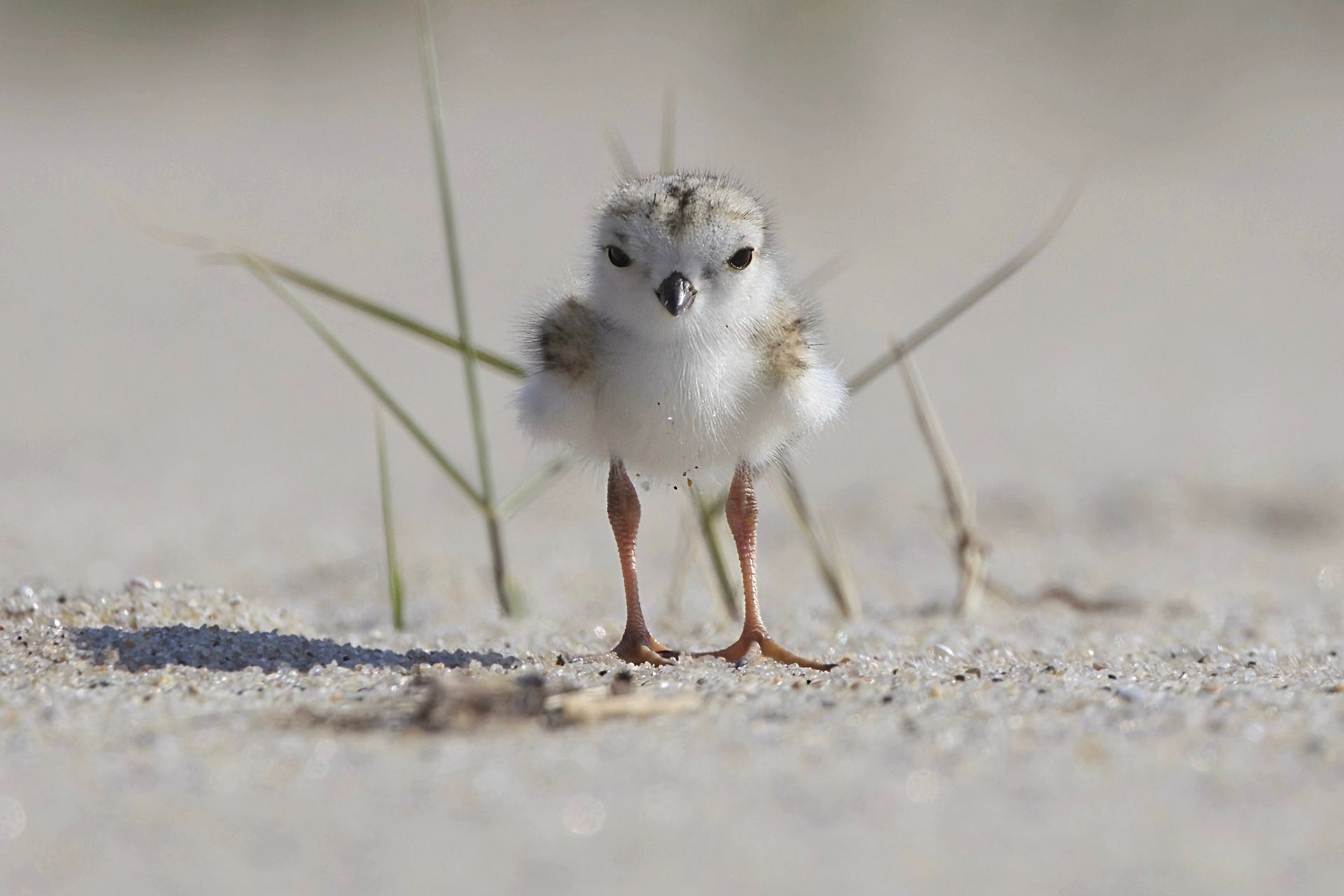 a small white bird is standing on a sandy beach .